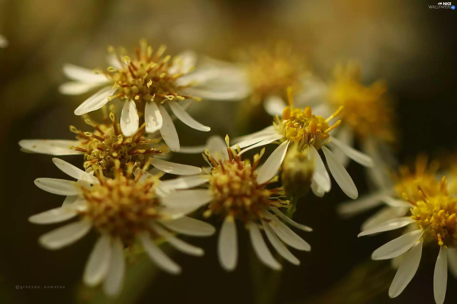 Flowers, White, Astra