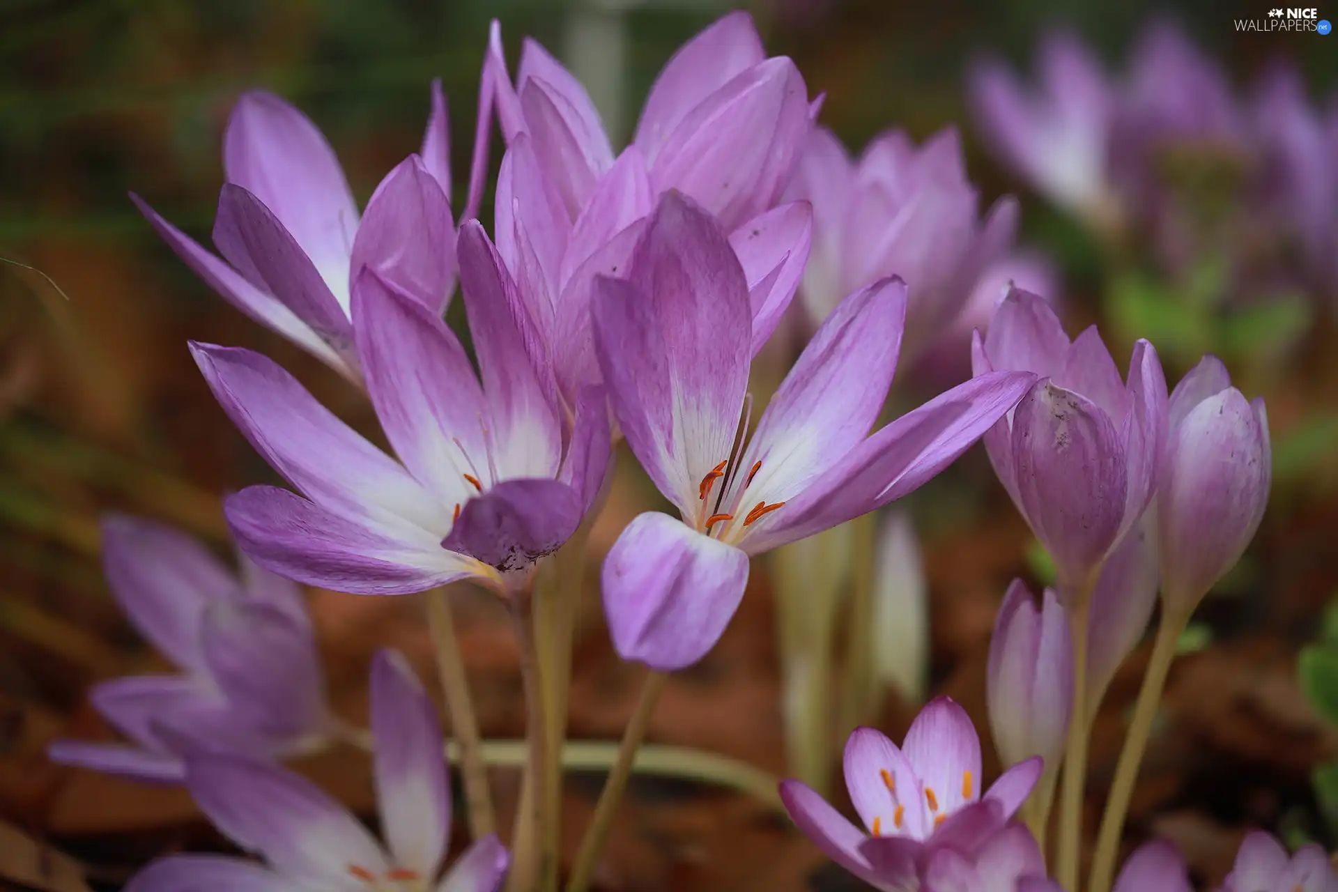 lilac, Flowers, Autumn, crocuses, colchicums