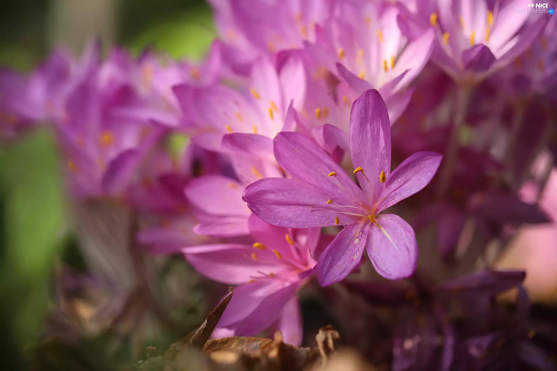 Pink, Flowers, Autumn, crocuses, colchicums