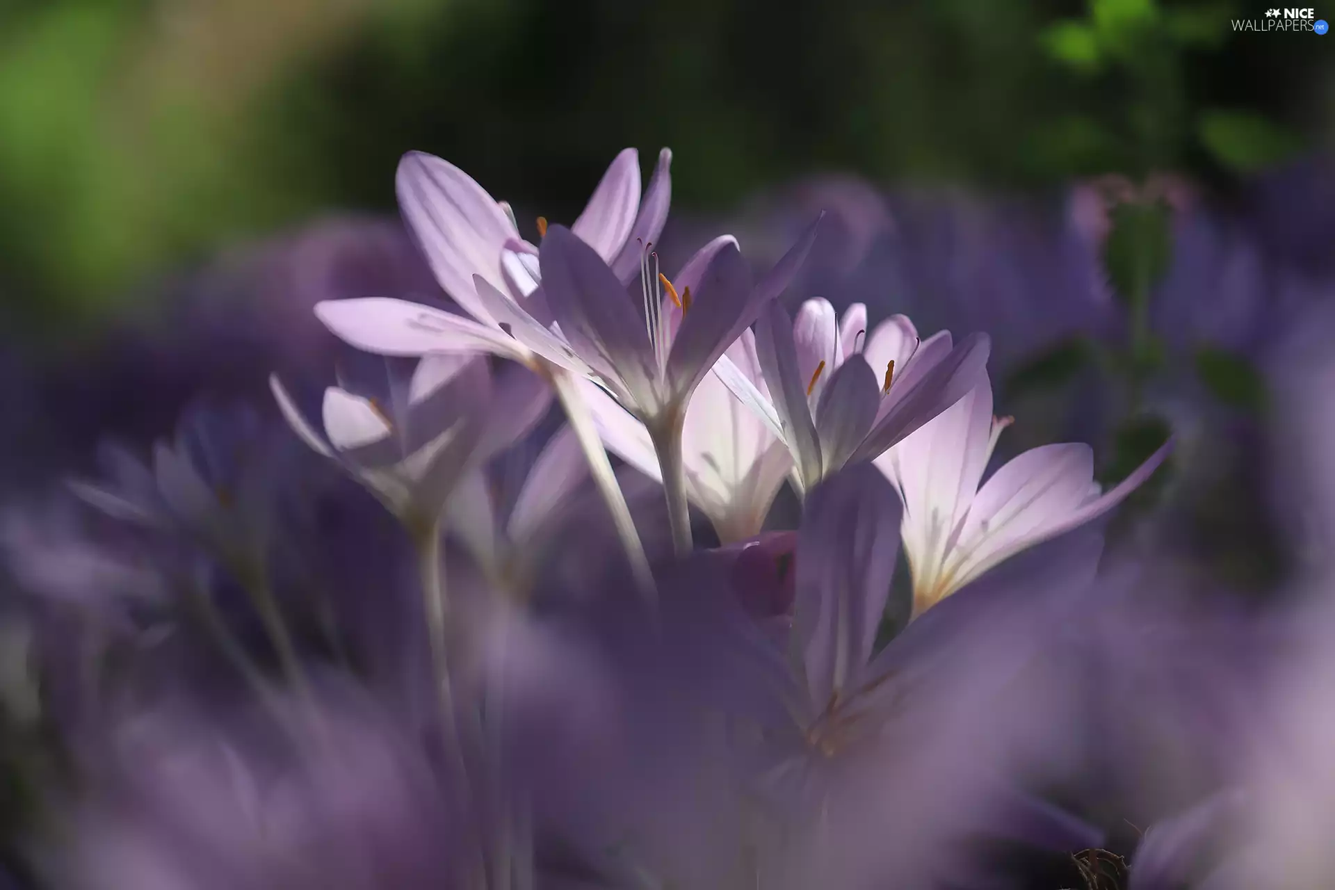 purple, Flowers, Autumn, crocuses, colchicums