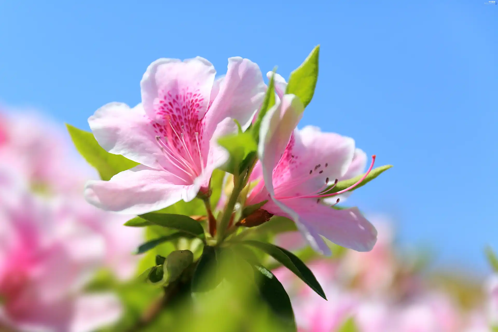 Pink, rhododendron, Flowers, azalea