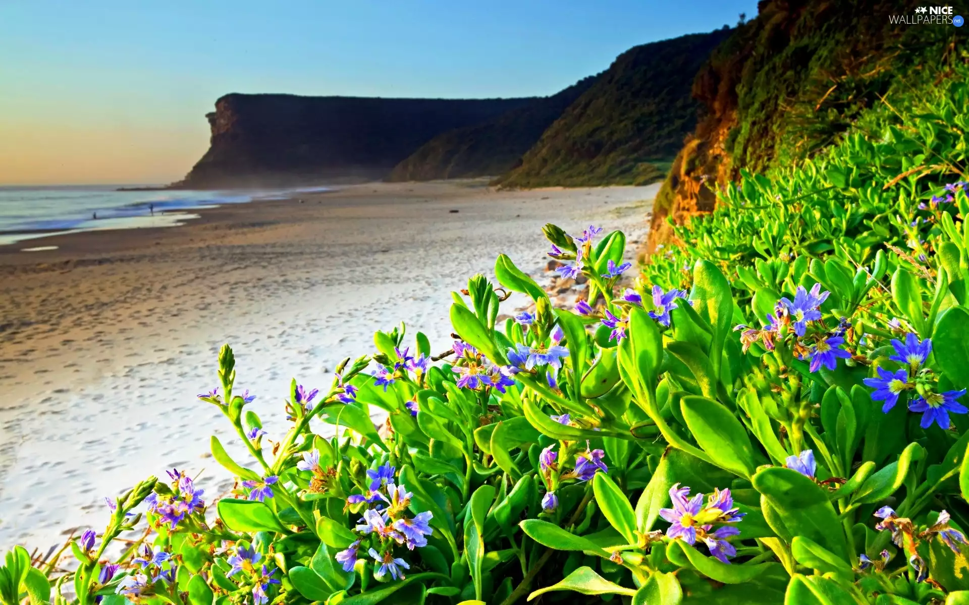 Flowers, sea, Beaches