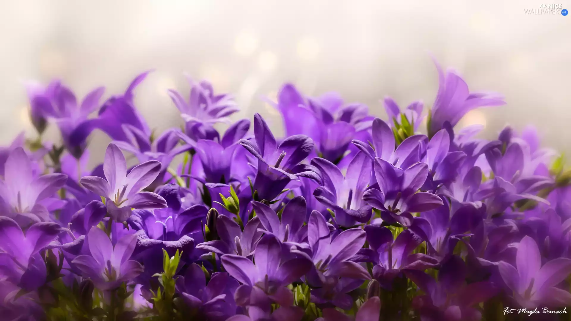 Flowers, Dalmatian bellflower