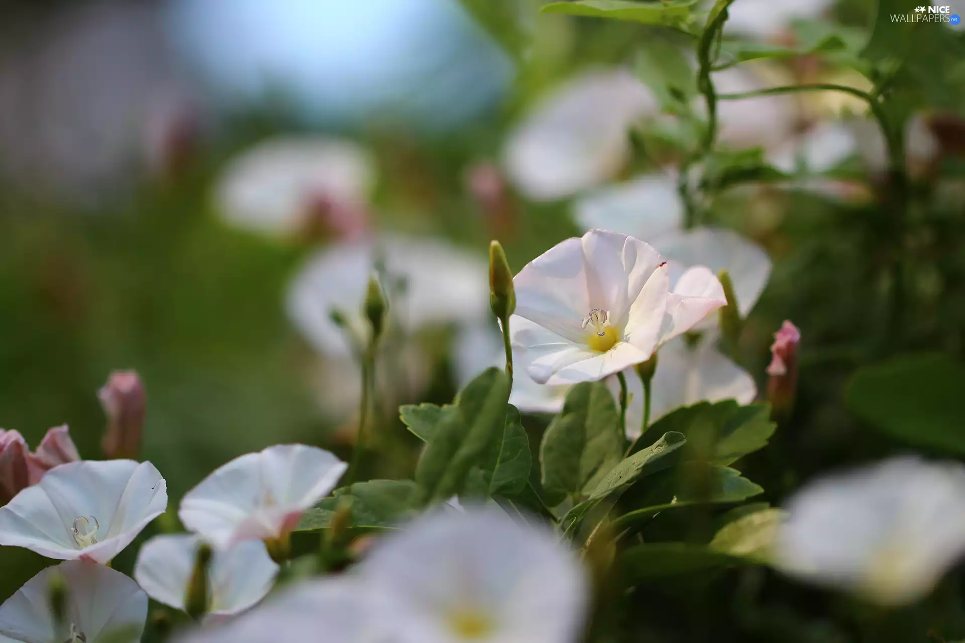Flowers, bindweed