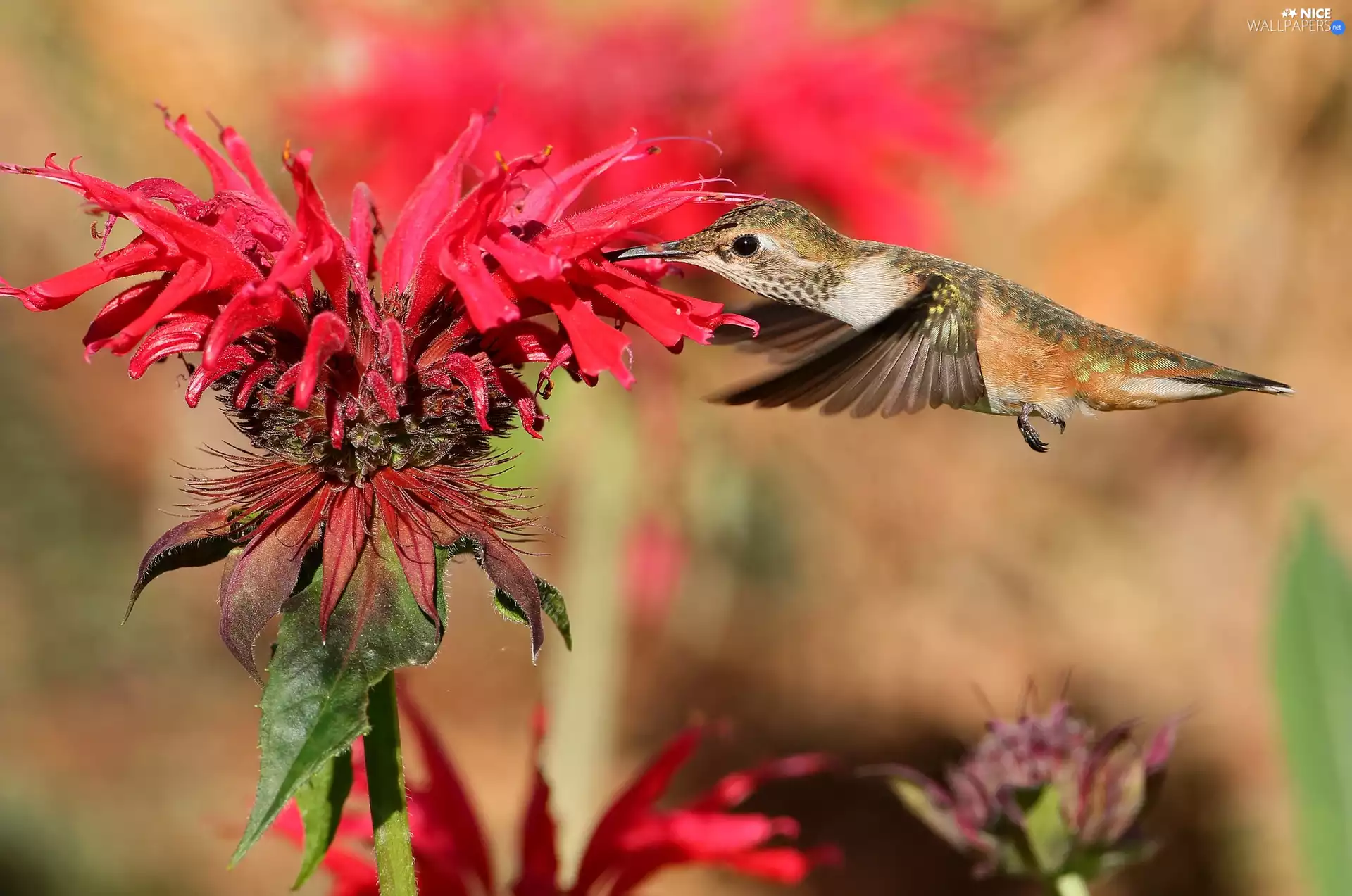 Bird, Red, Colourfull Flowers, humming-bird