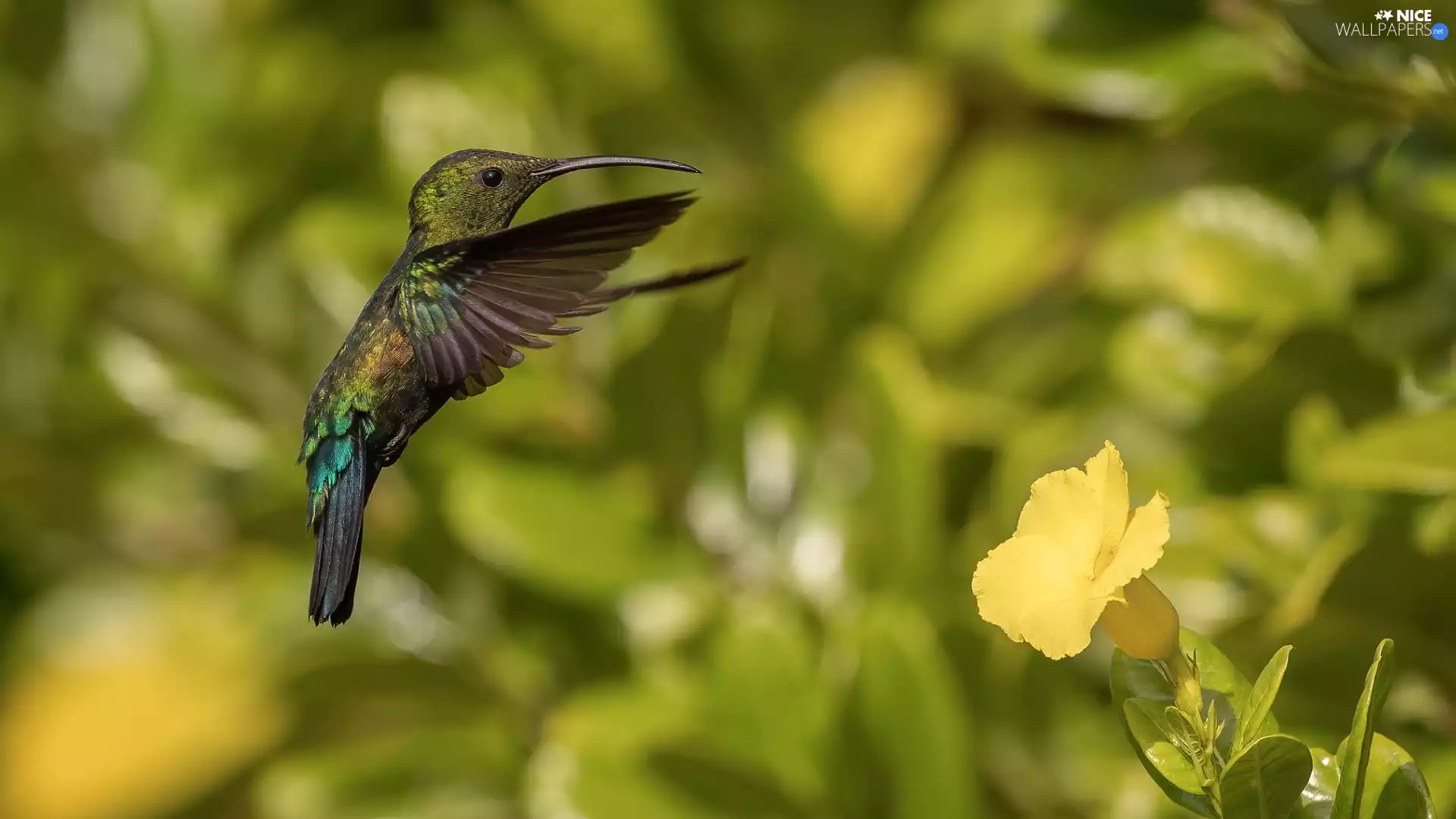 Bird, Yellow, Colourfull Flowers, humming-bird