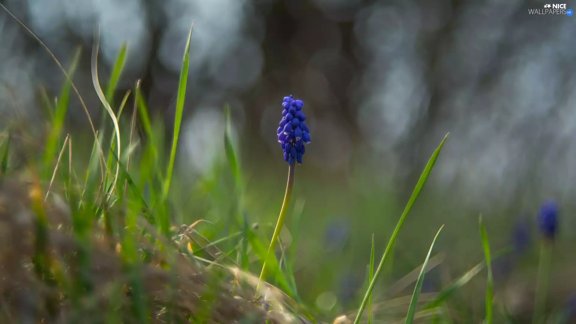 Colourfull Flowers, blades, grass, Muscari