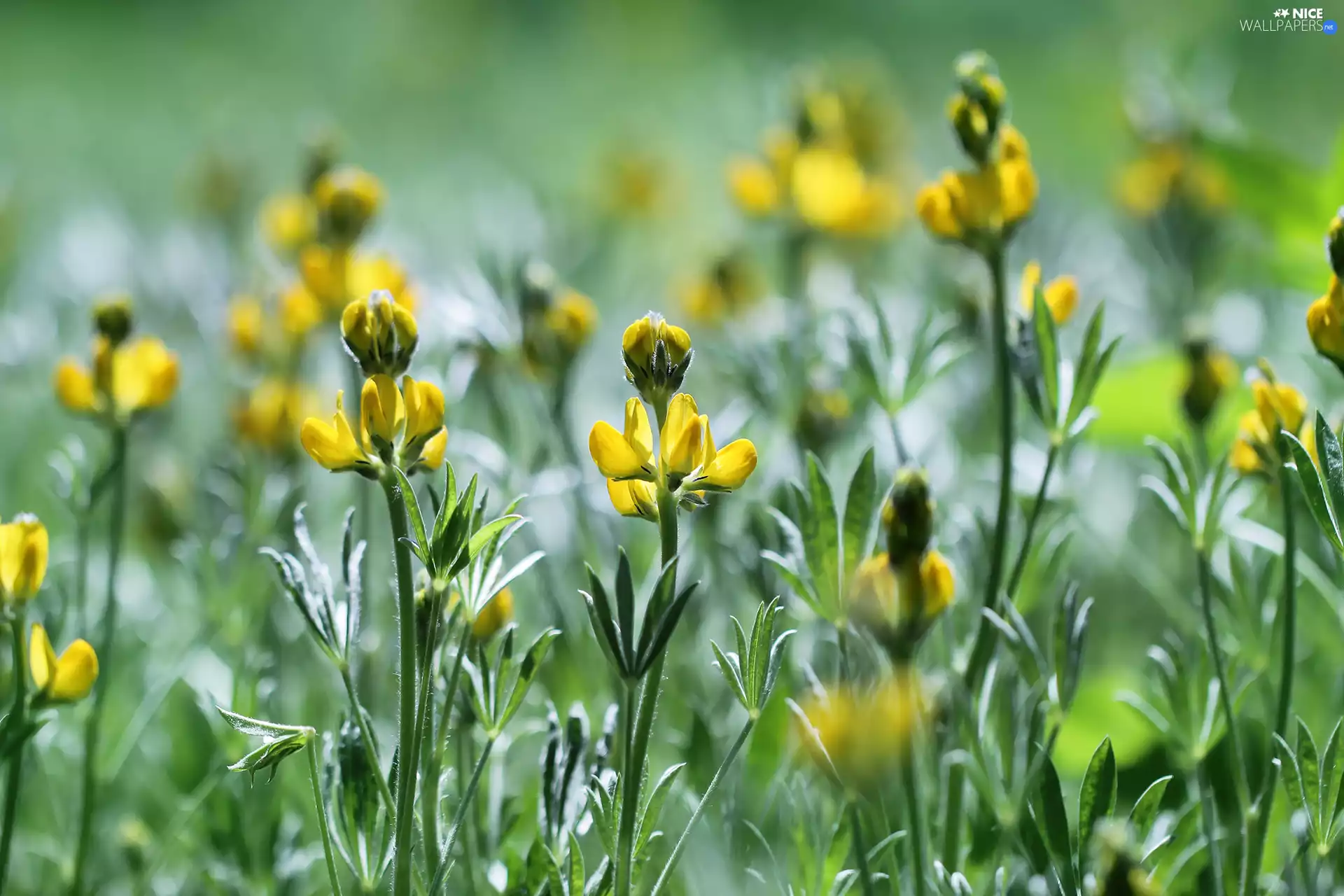 Flowers, Yellow, blooming
