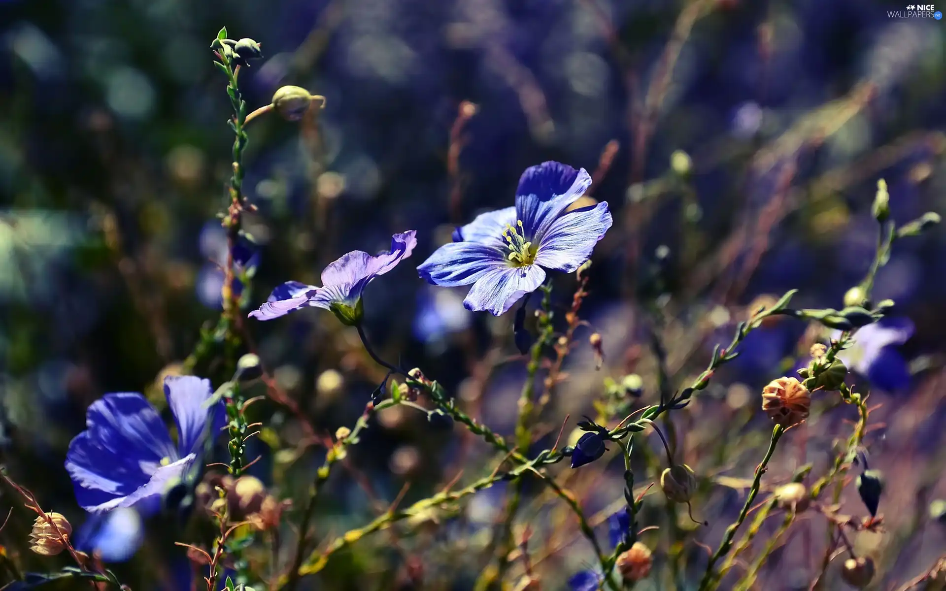 Blue, Flowers