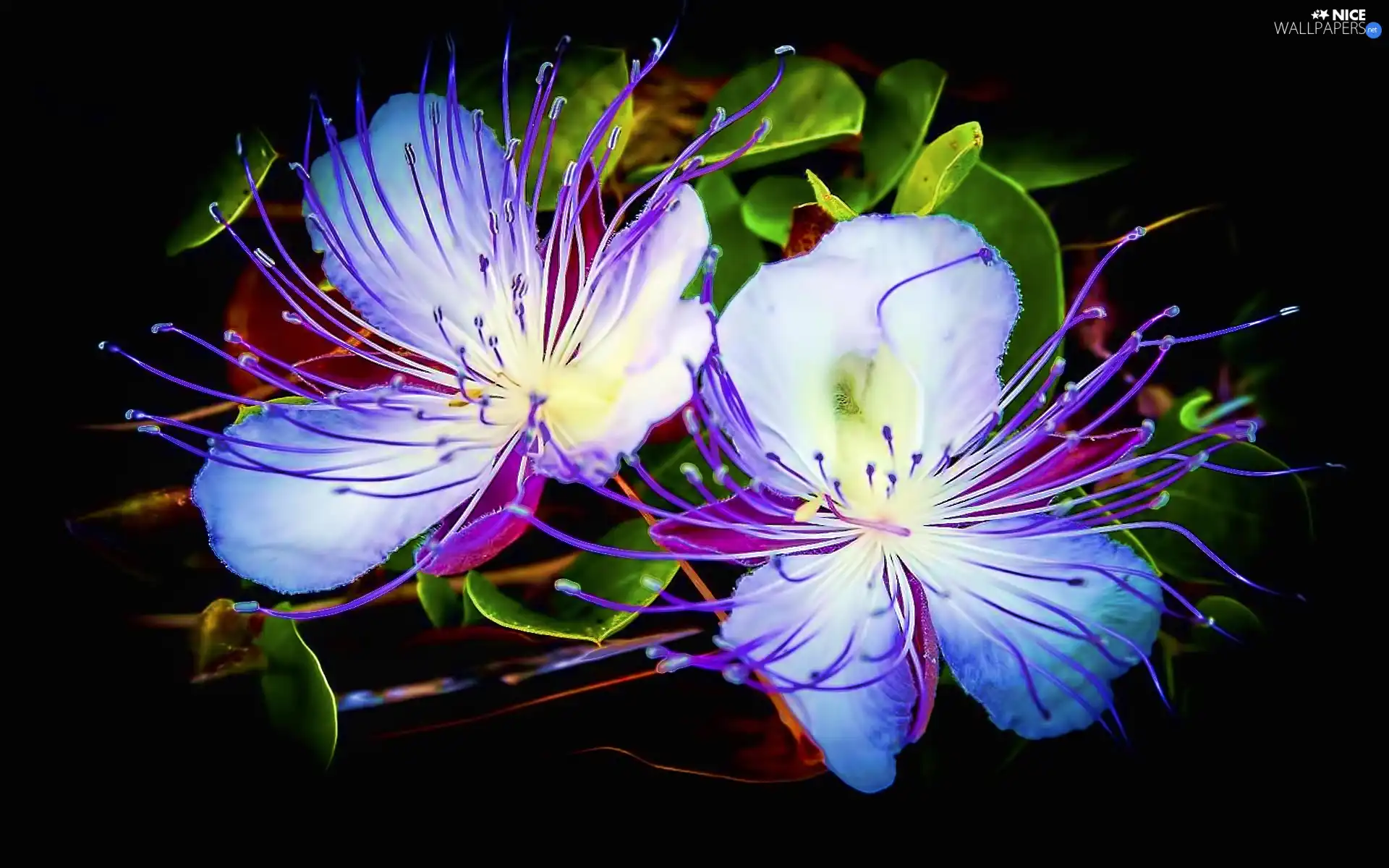 Blue, Flowers