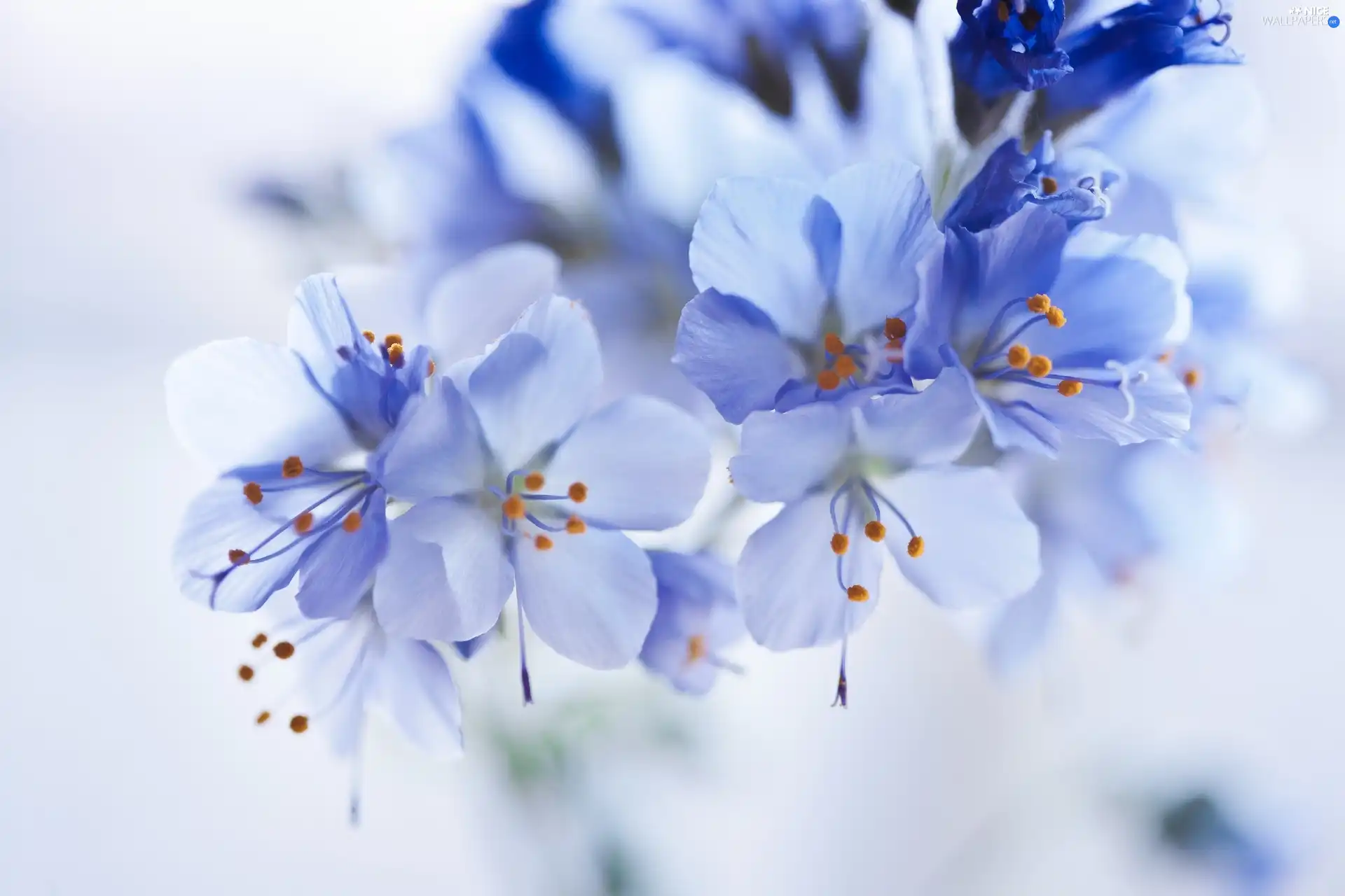 Blue, Flowers