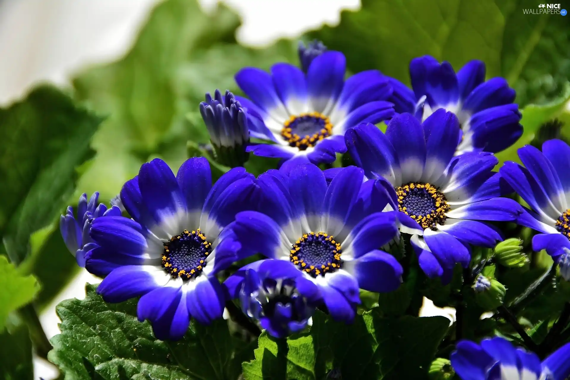Blue, flowers