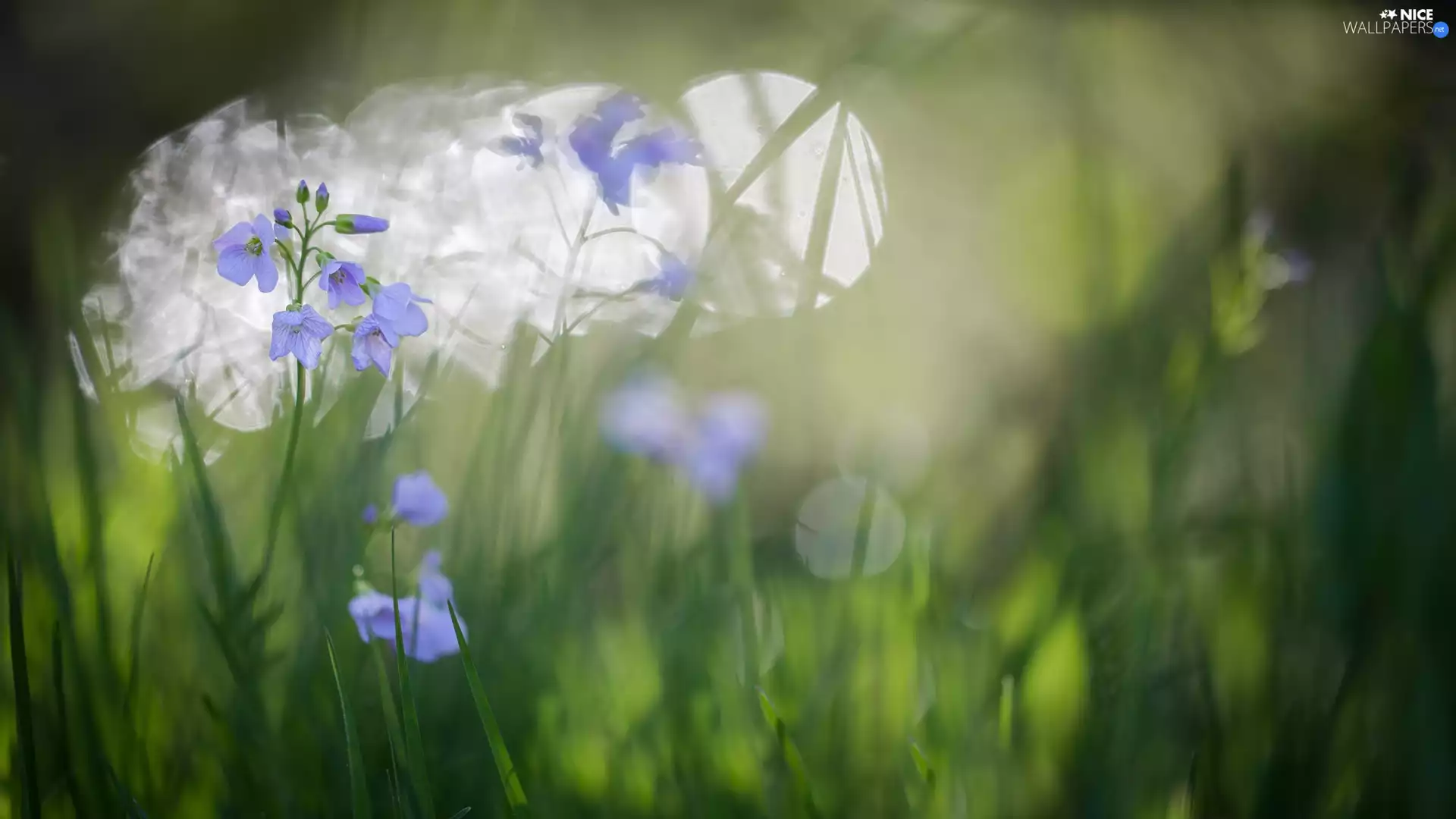 Blue, Plants, Bokeh, Flowers