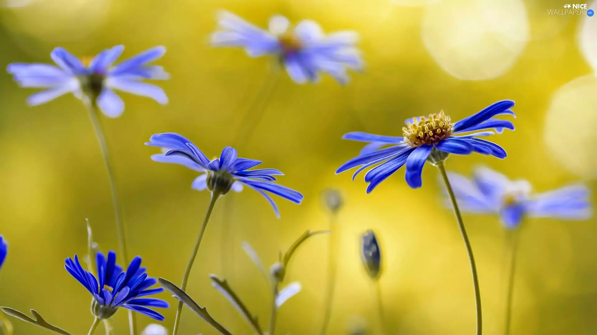 Flowers, Close, Blue