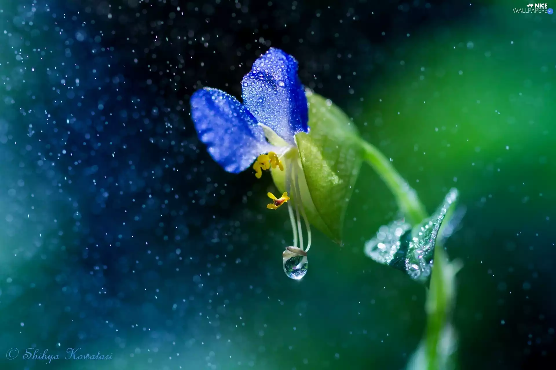 drops, Rain, Colourfull Flowers, Close, blue