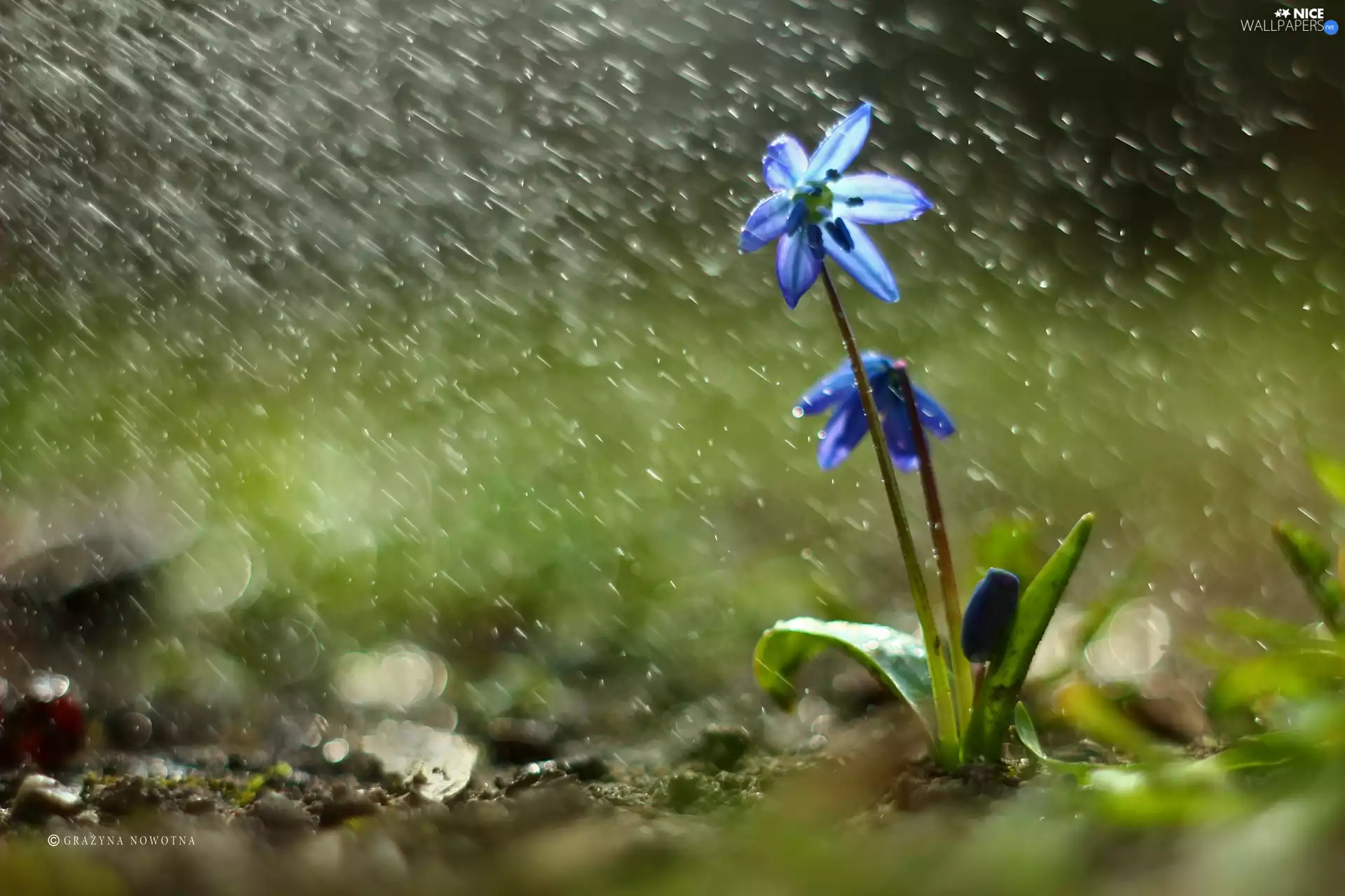 Siberian squill, Colourfull Flowers, Rain, blue