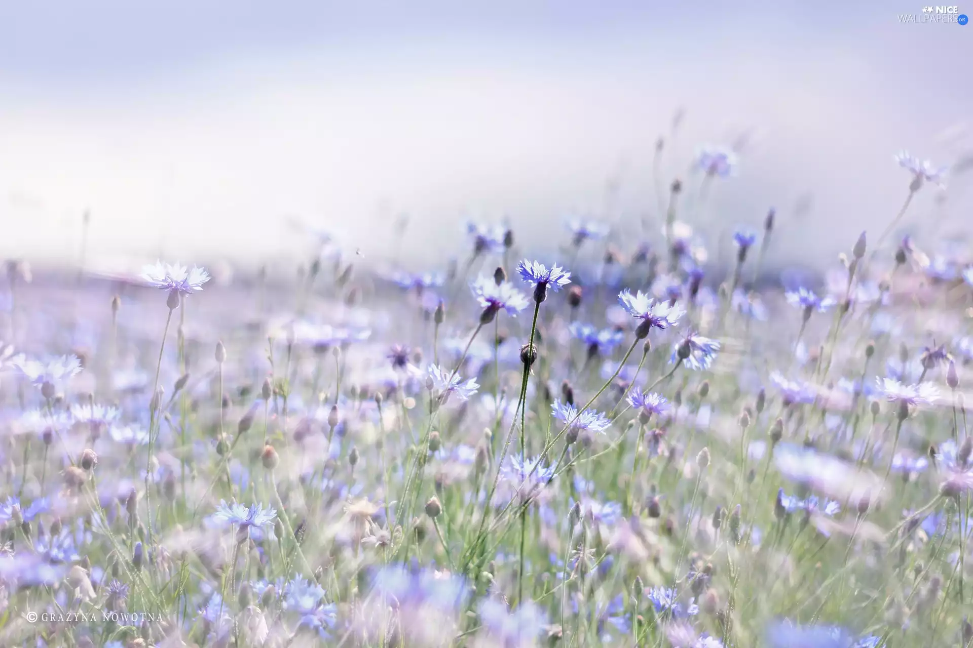 Flowers, cornflowers, Blue