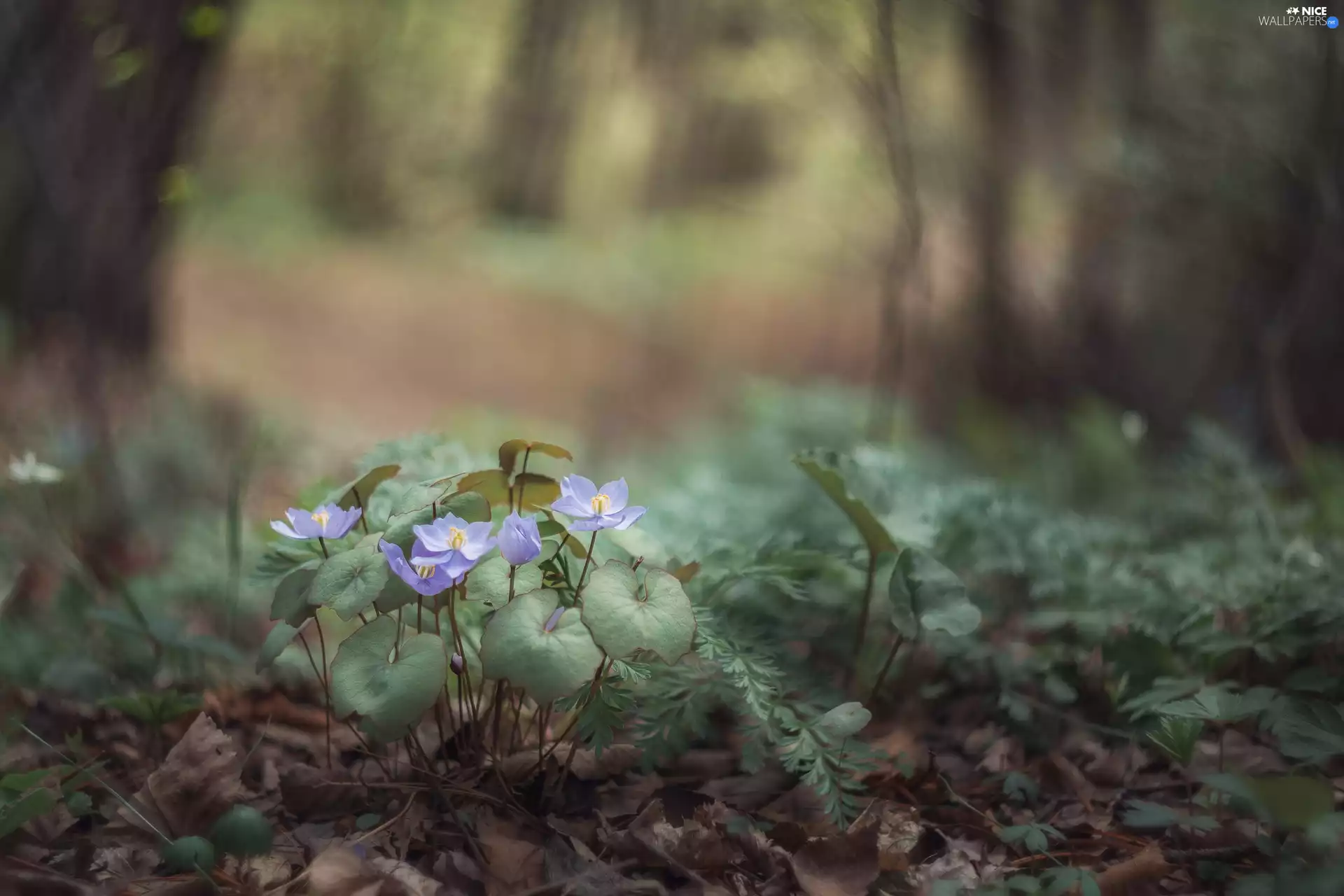 Blue, Leaf, forest, Flowers