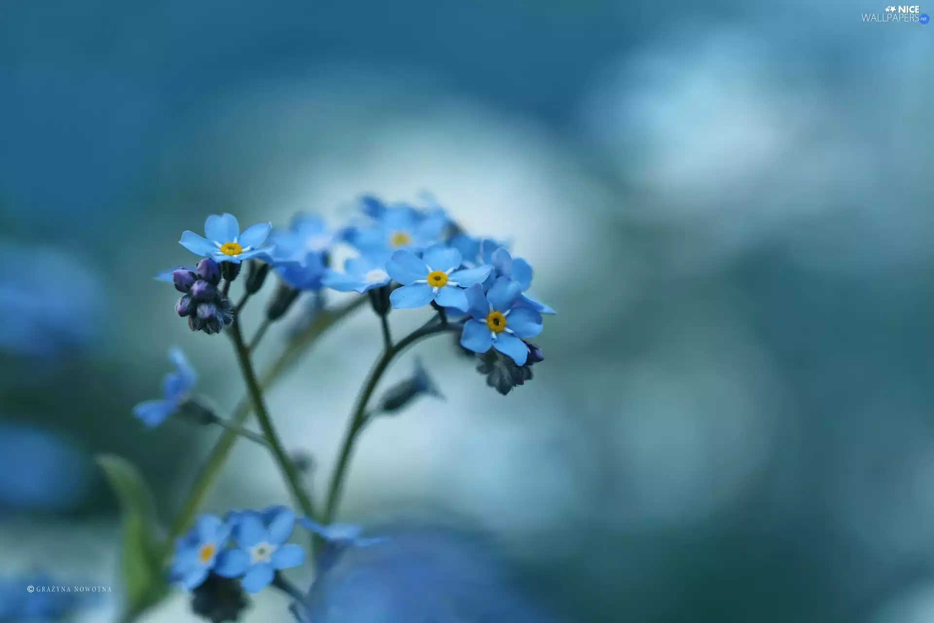 Flowers, Forget, Blue