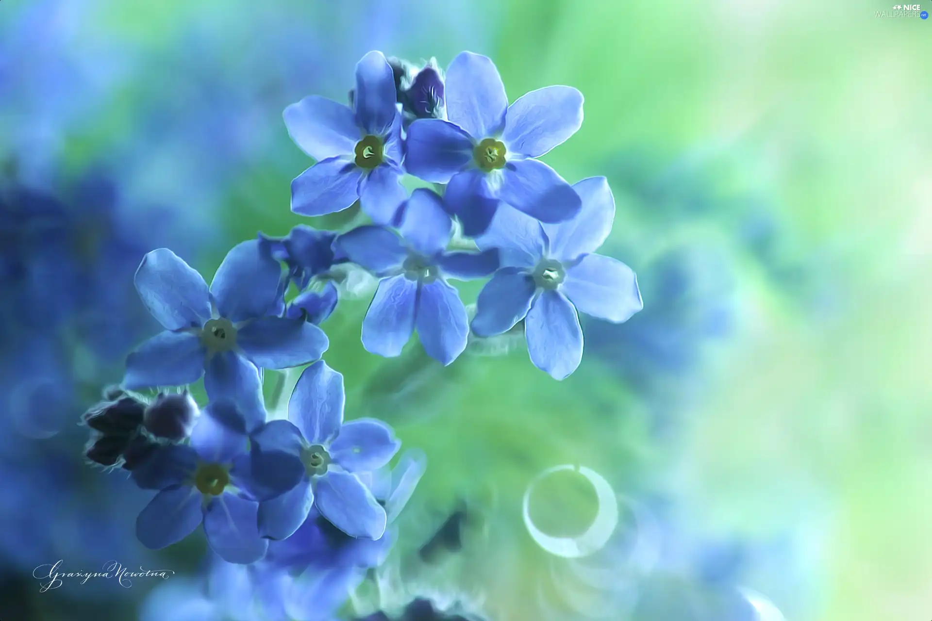 Flowers, Forget, Blue