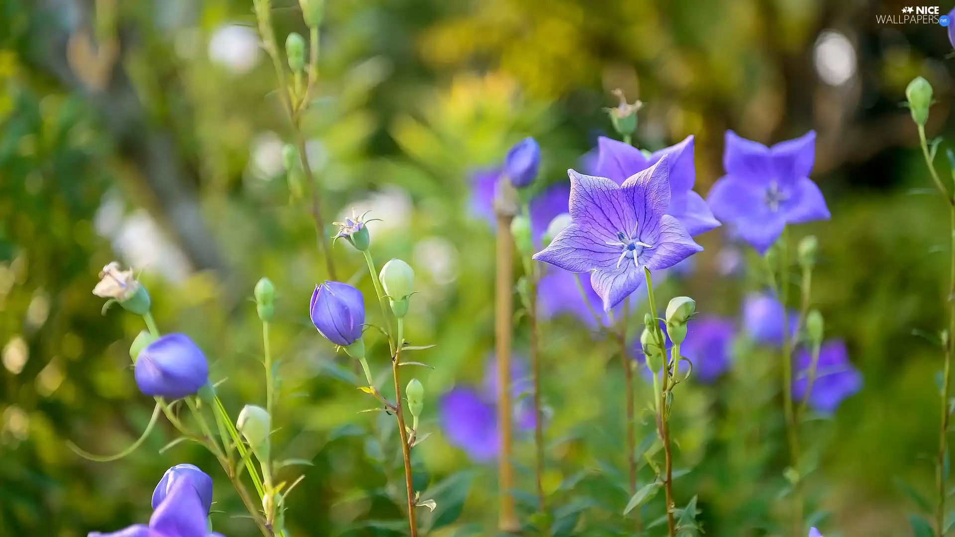 ringtones, Platycodon grandiflorus, Flowers, Buds, Blue
