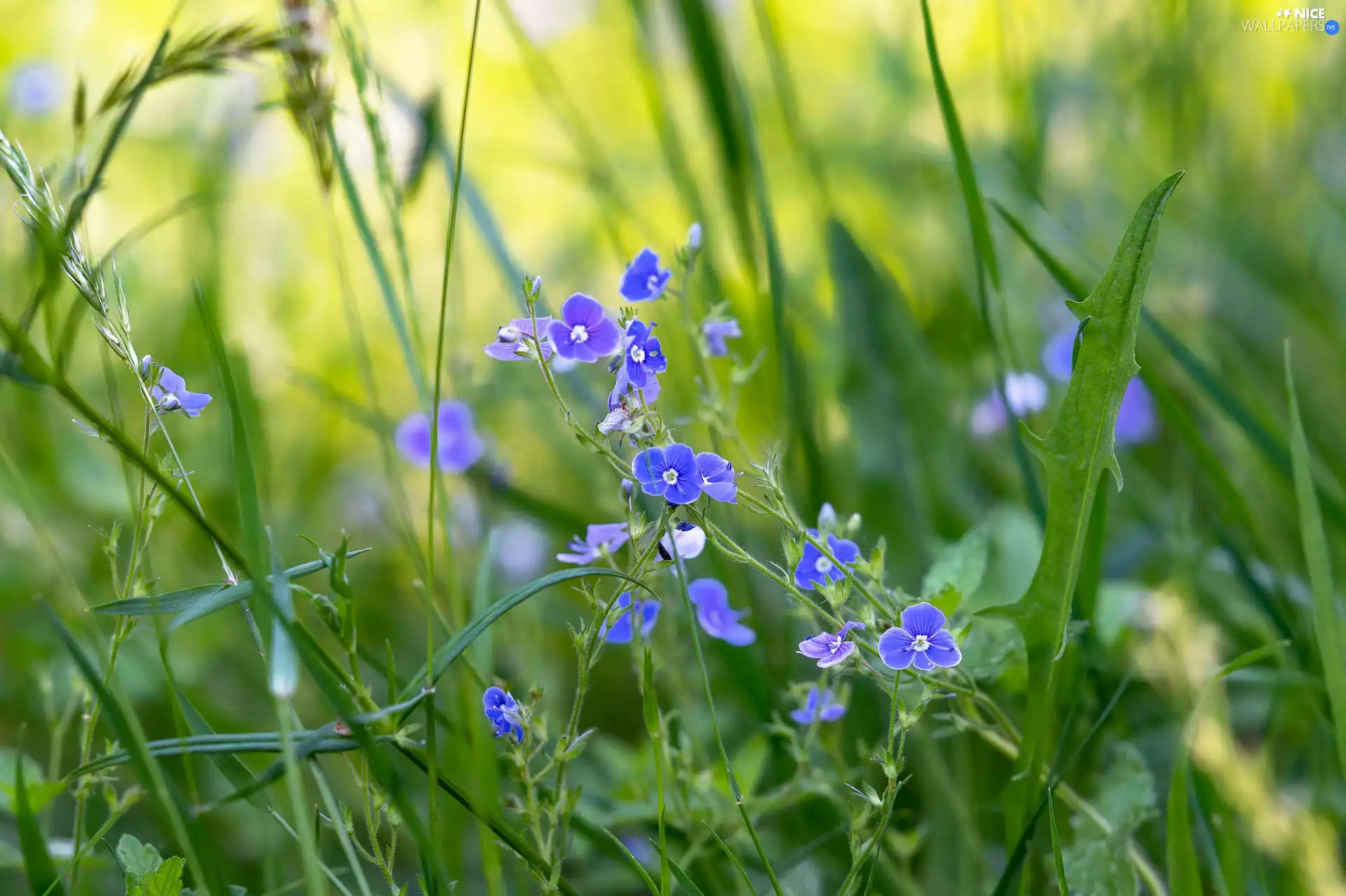 Blue, speedwell, grass, Flowers