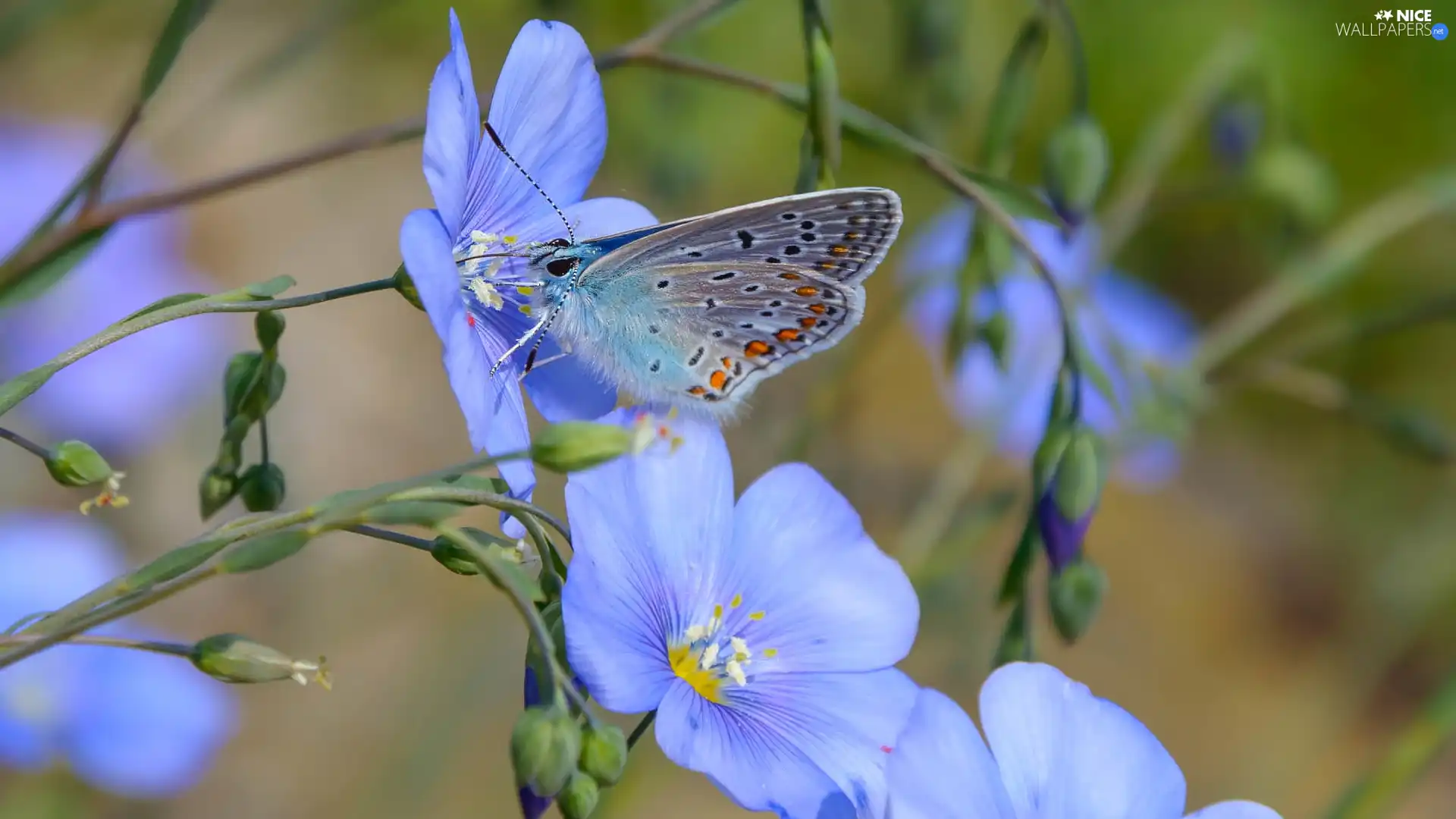 butterfly, Dusky Icarus, Flowers, linen, Blue