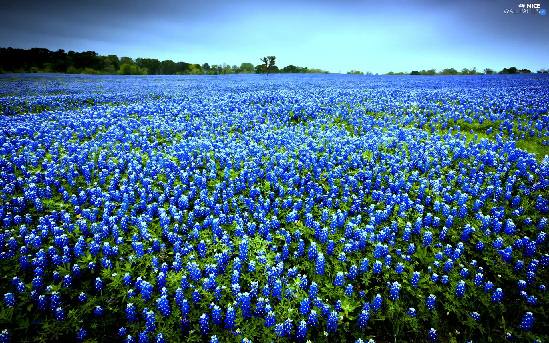 Flowers, Meadow, Blue