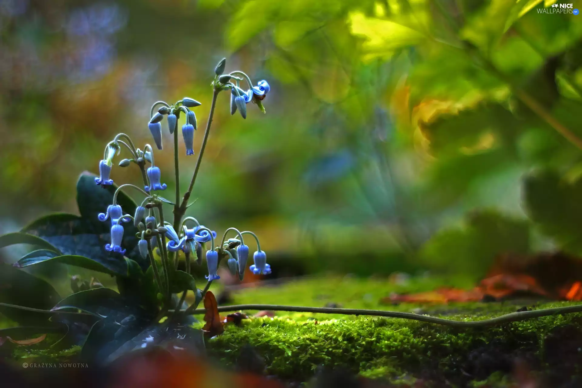 Blue, ringtones, Moss, Flowers