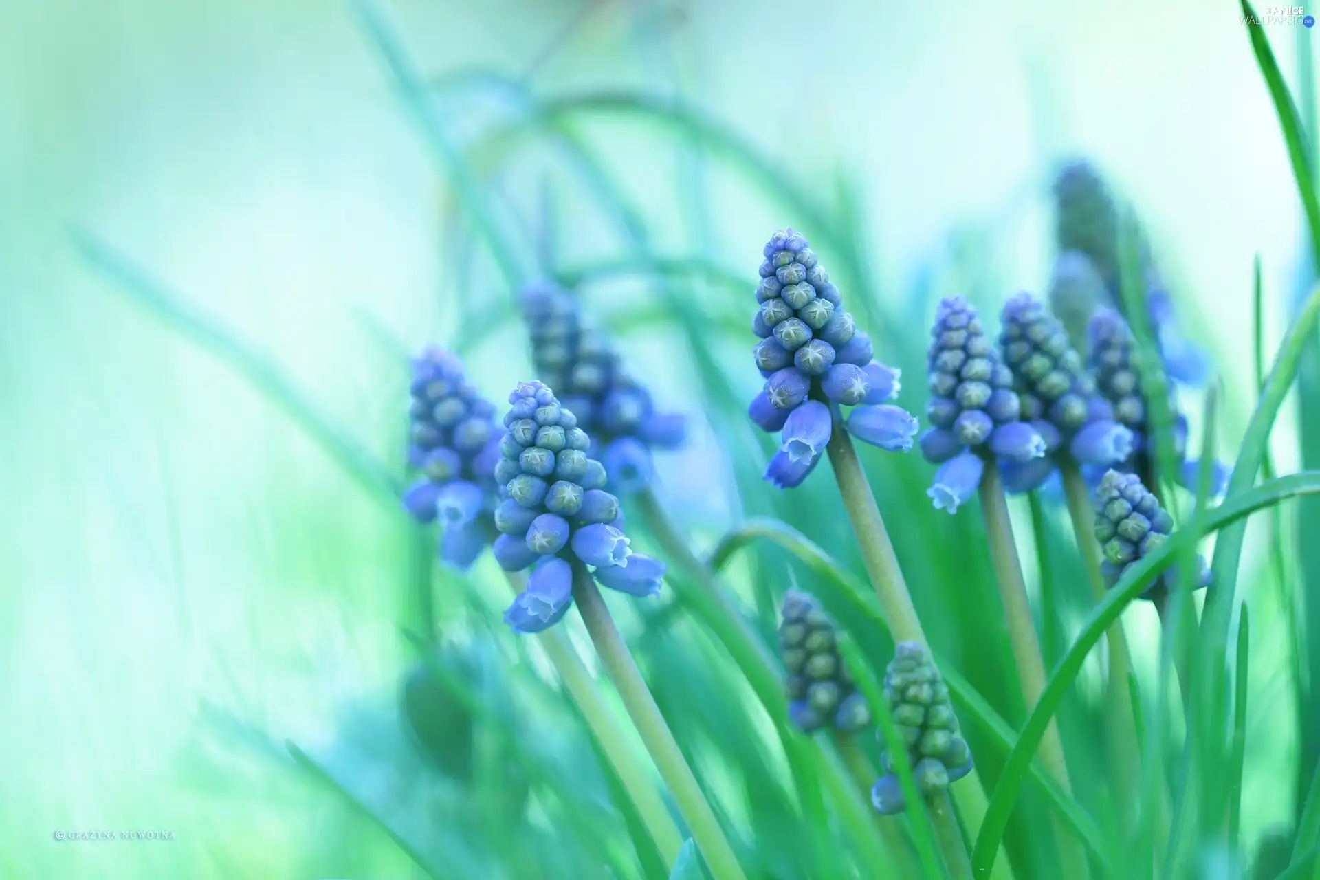 Flowers, Muscari, Blue
