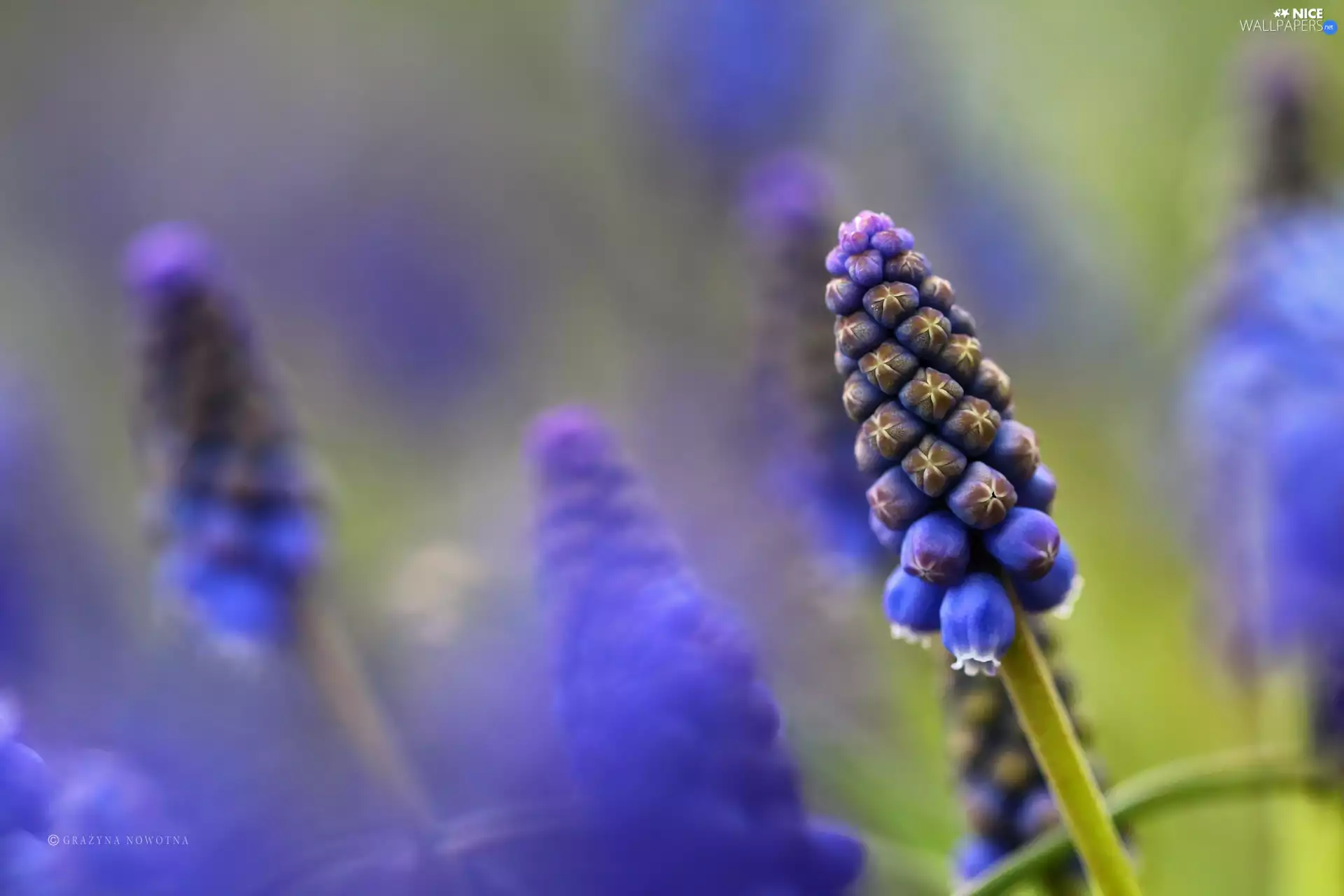 Flowers, Muscari, Blue