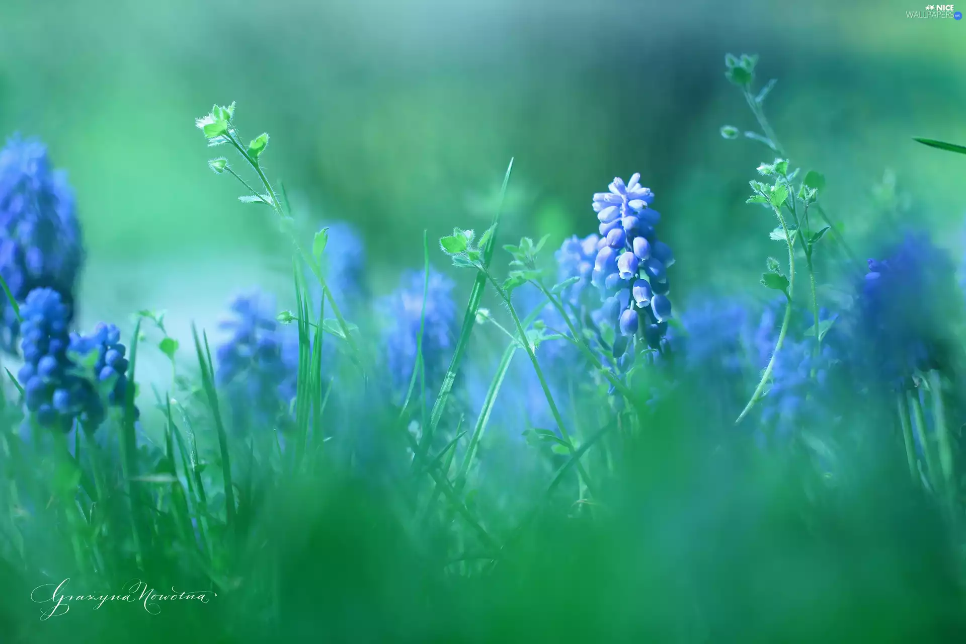 Flowers, Muscari, Blue