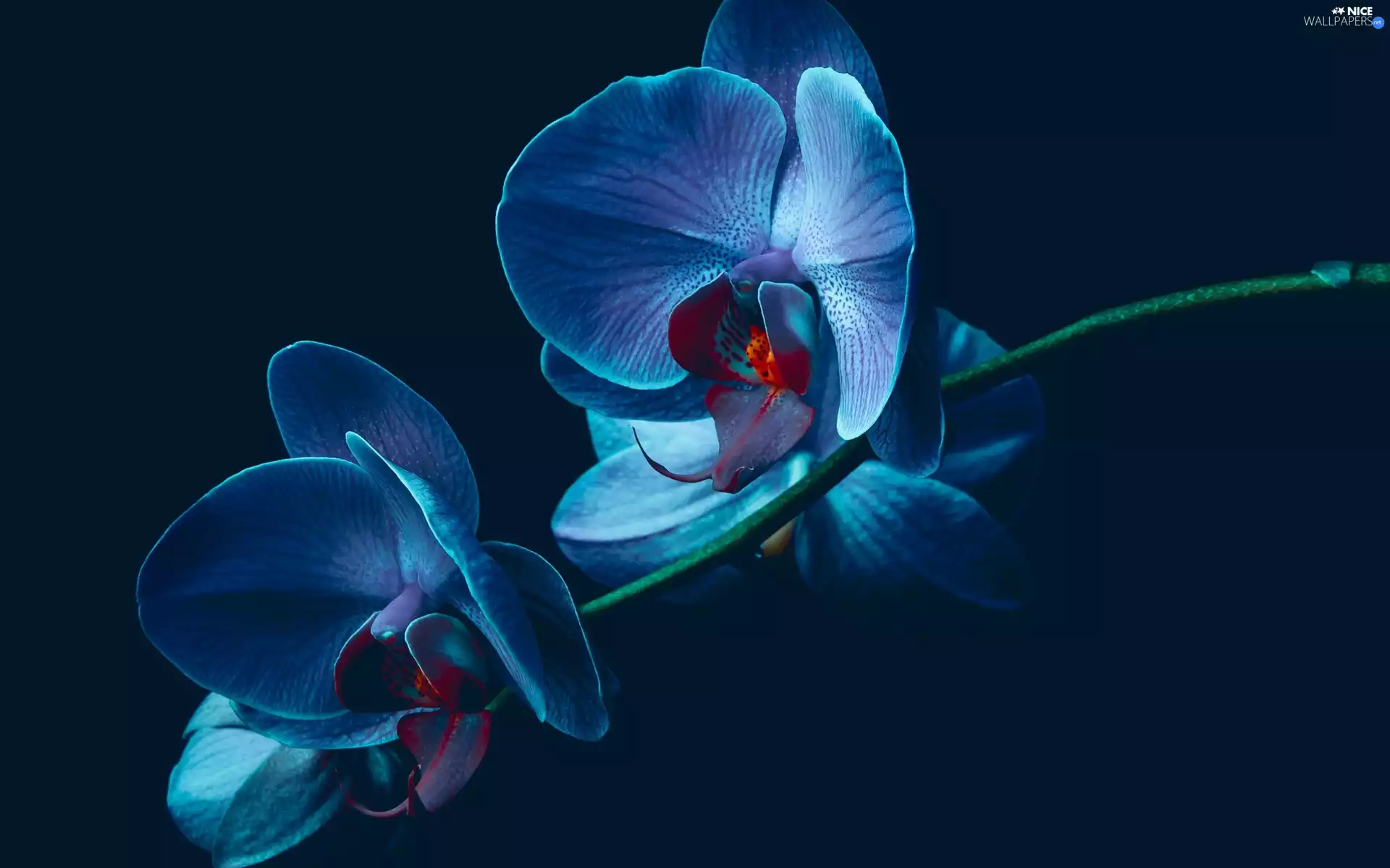 Colourfull Flowers, Blue, orchid, orchid