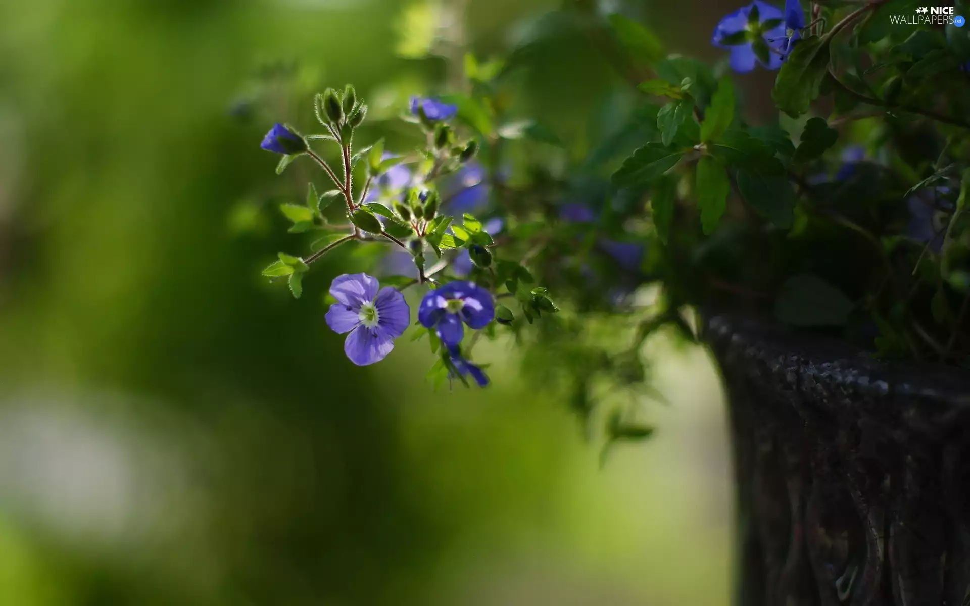 Blue, bowl, Park, flowers