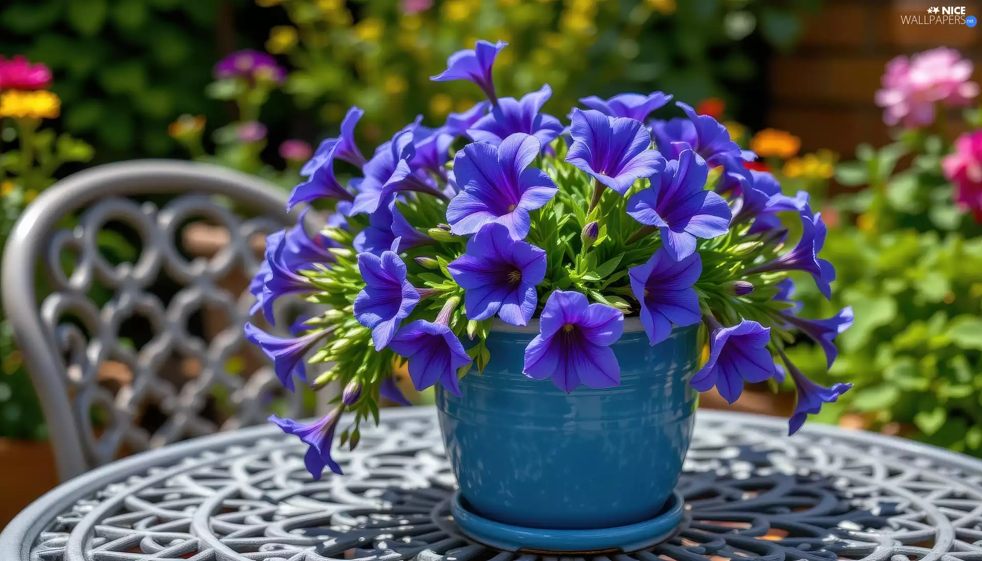 Blue, surfinia, pot, Flowers