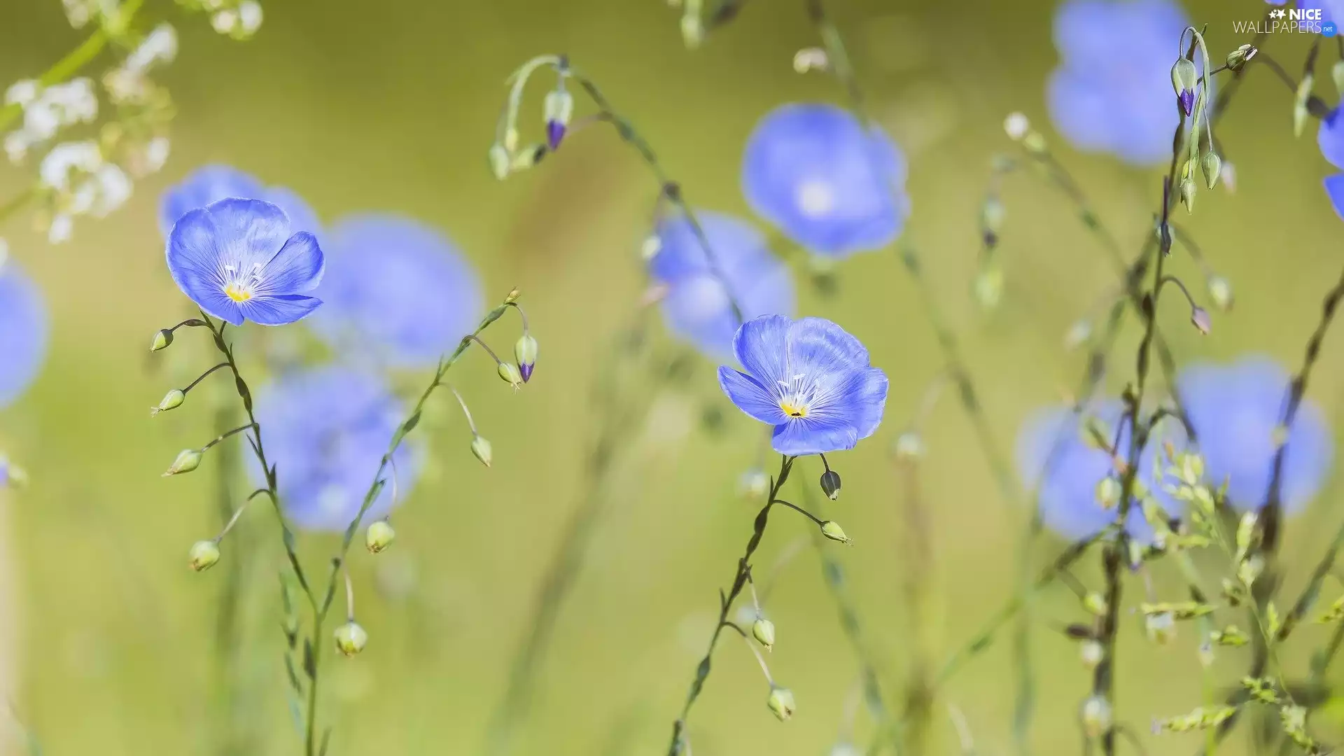 Blue, linen, rapprochement, Flowers
