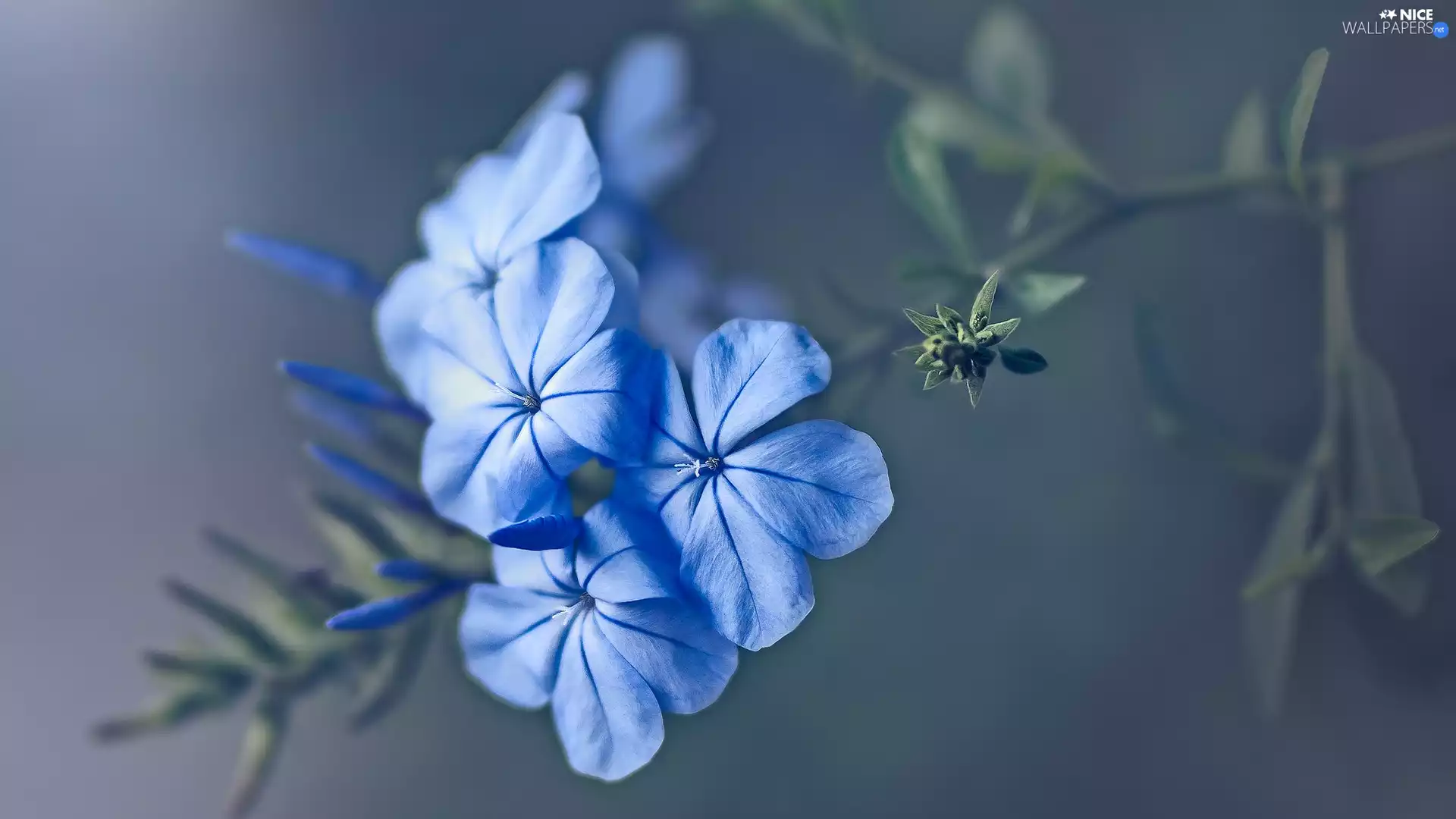 Blue, phlox, rapprochement, Flowers