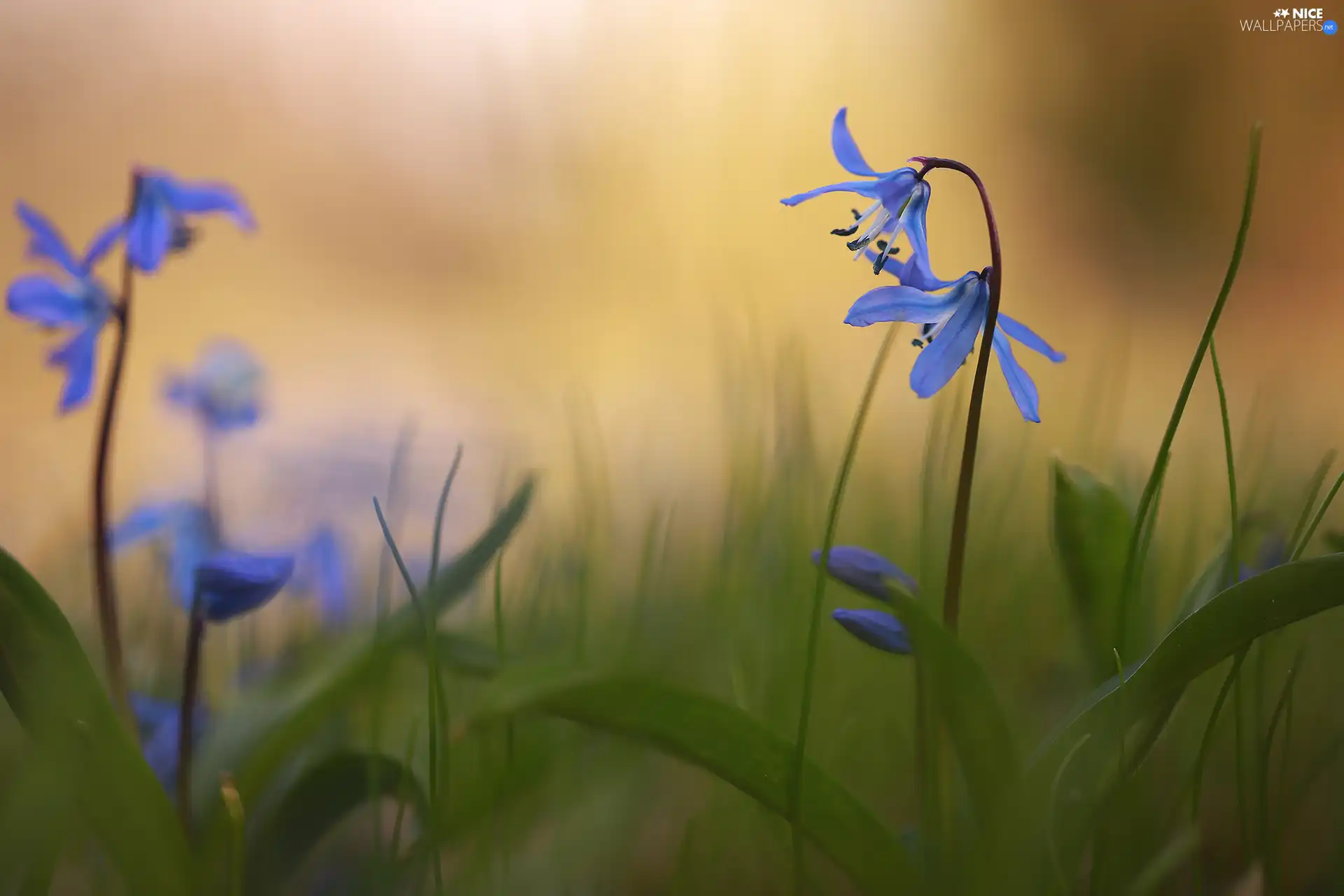 rapprochement, Flowers, Blue, Siberian squill