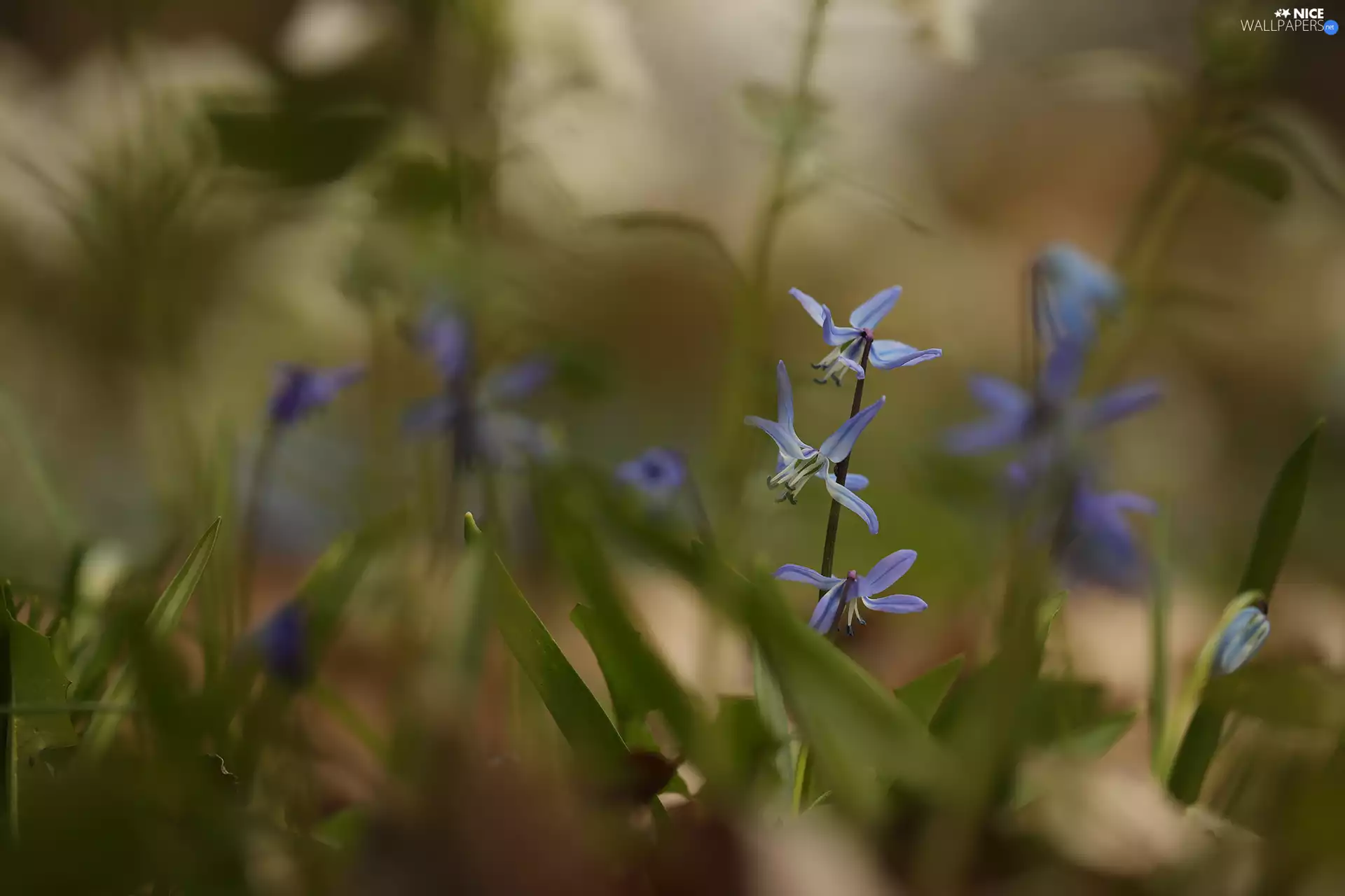 Blue, Siberian squill, Flowers