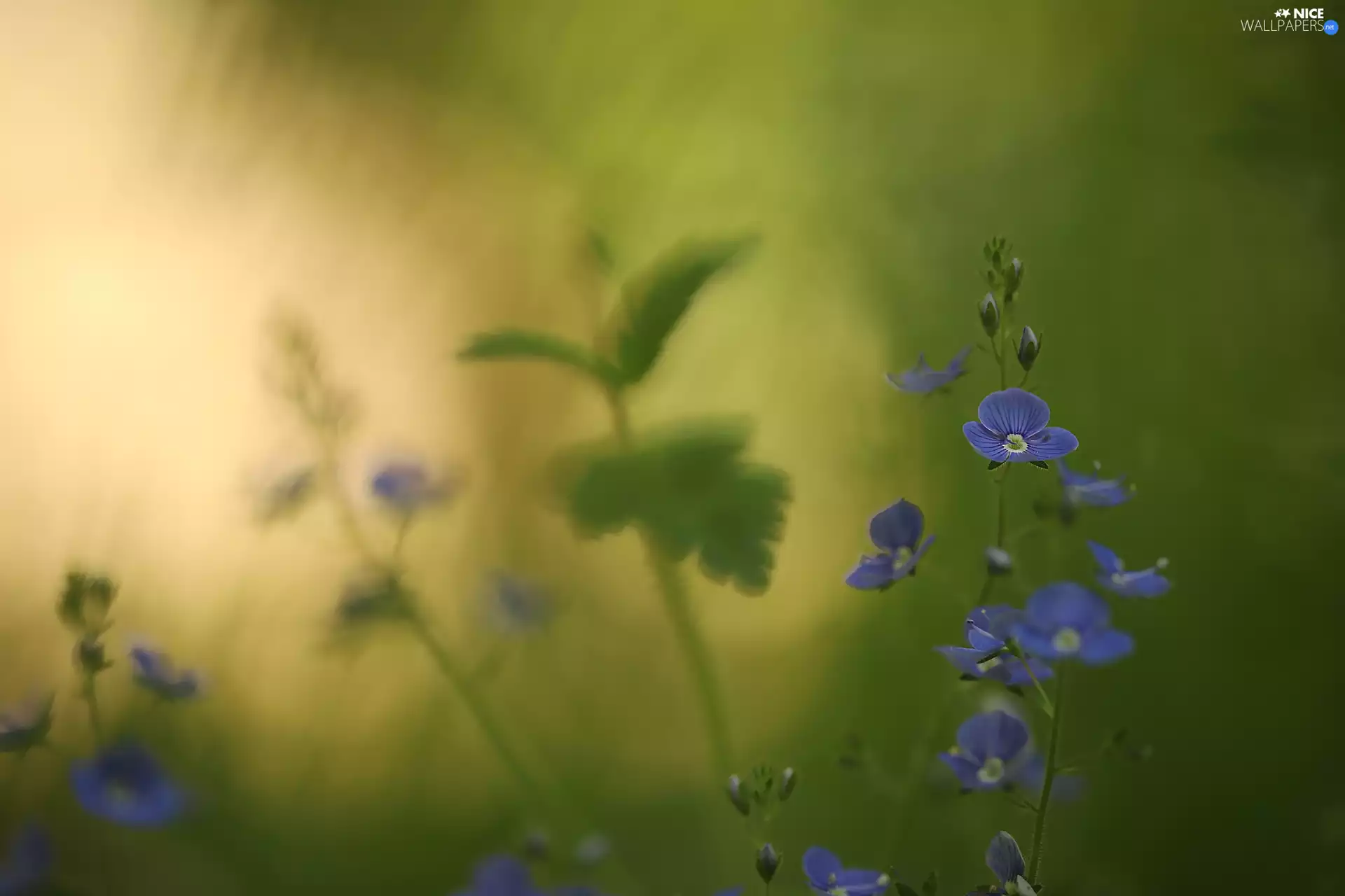 Flowers, Veronica, Blue