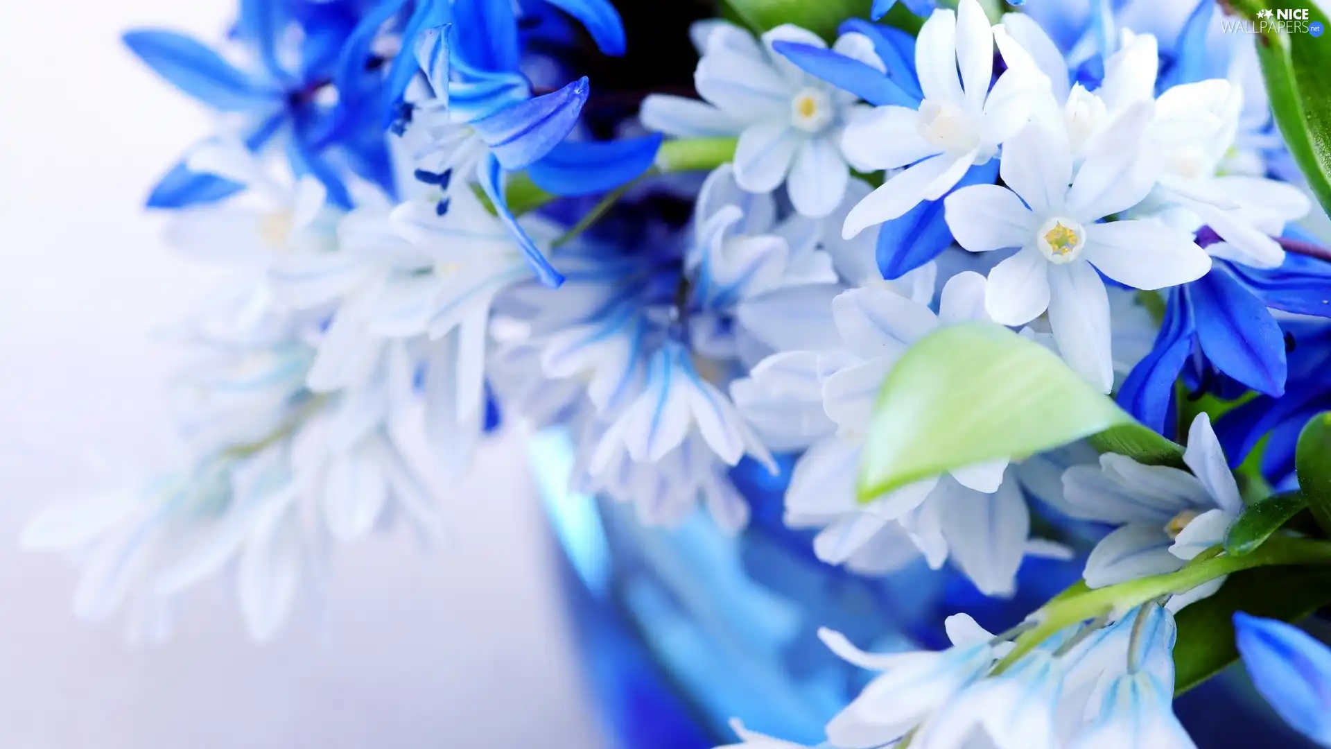 Flowers, White, Blue