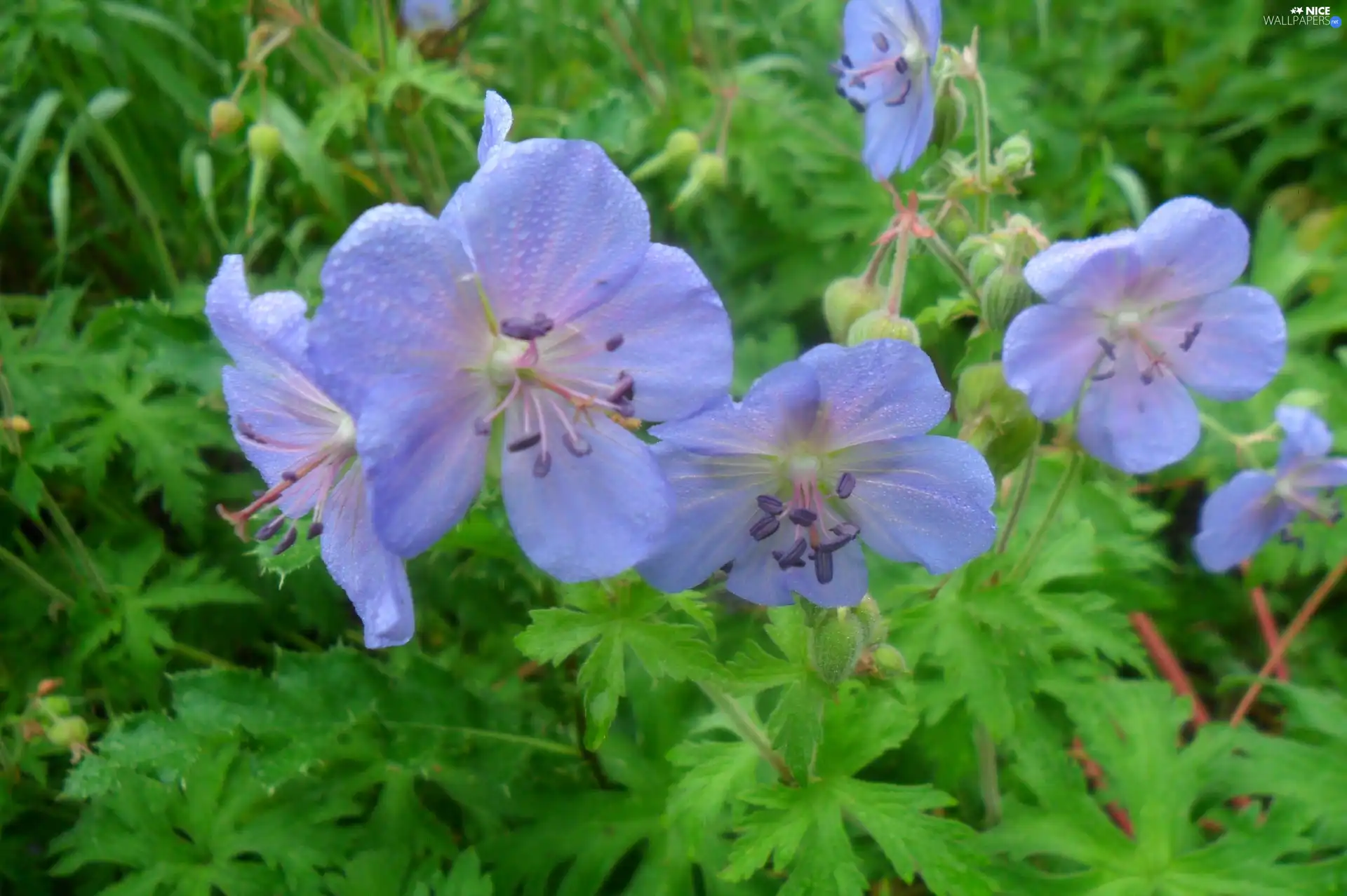 blue, Flowers