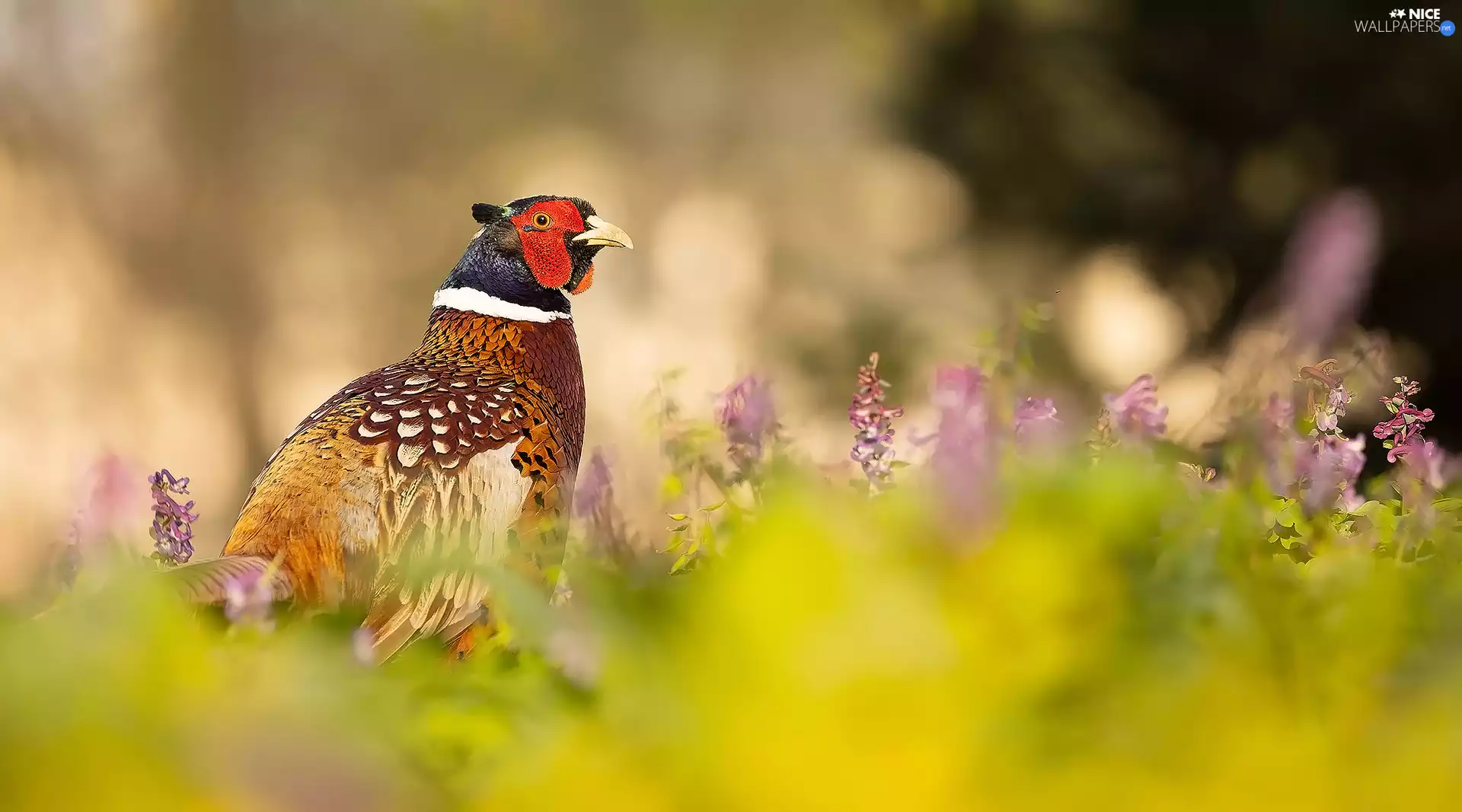 Bird, Flowers, blur, Common Pheasant
