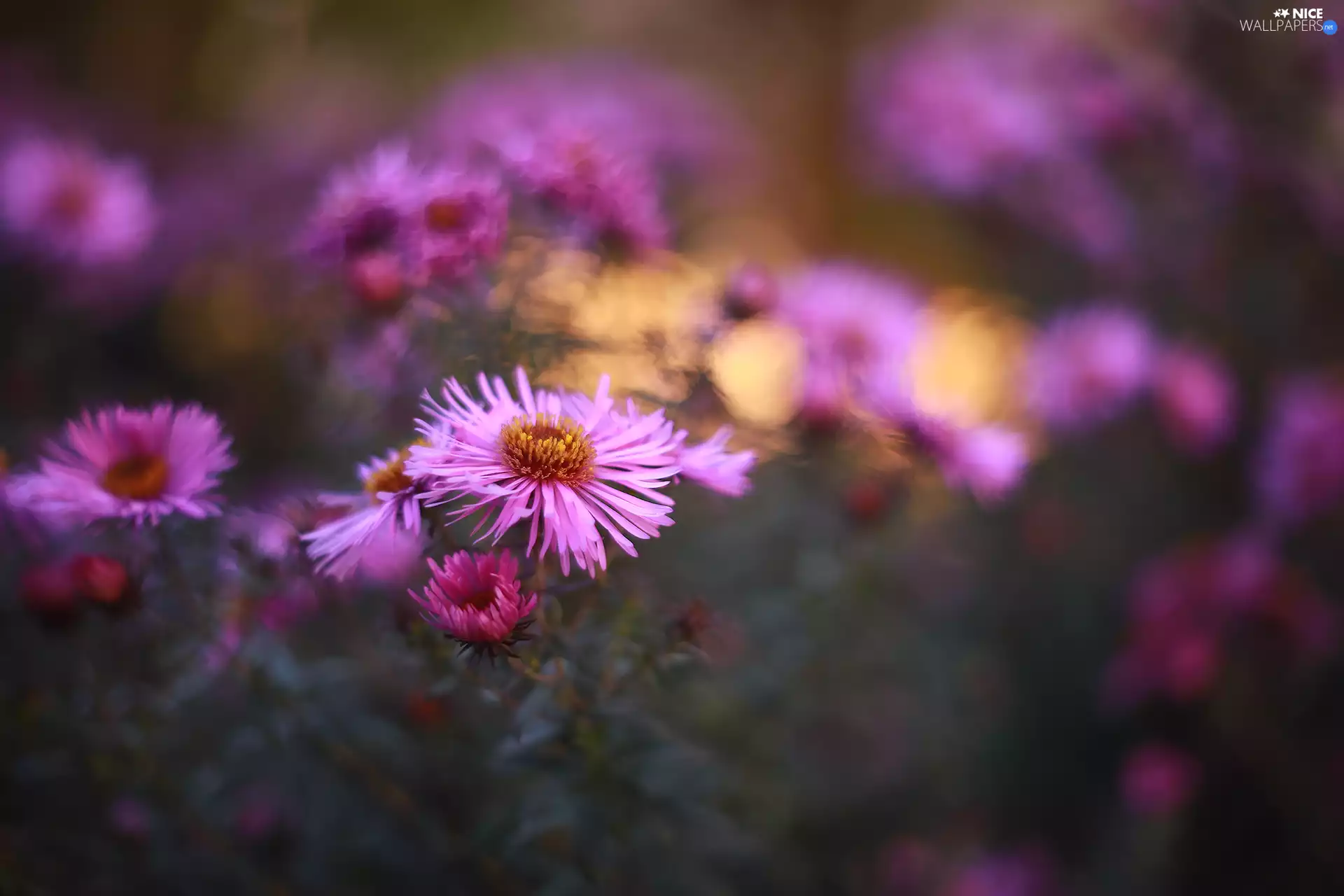 Pink, Flowers, blurry background, Astra