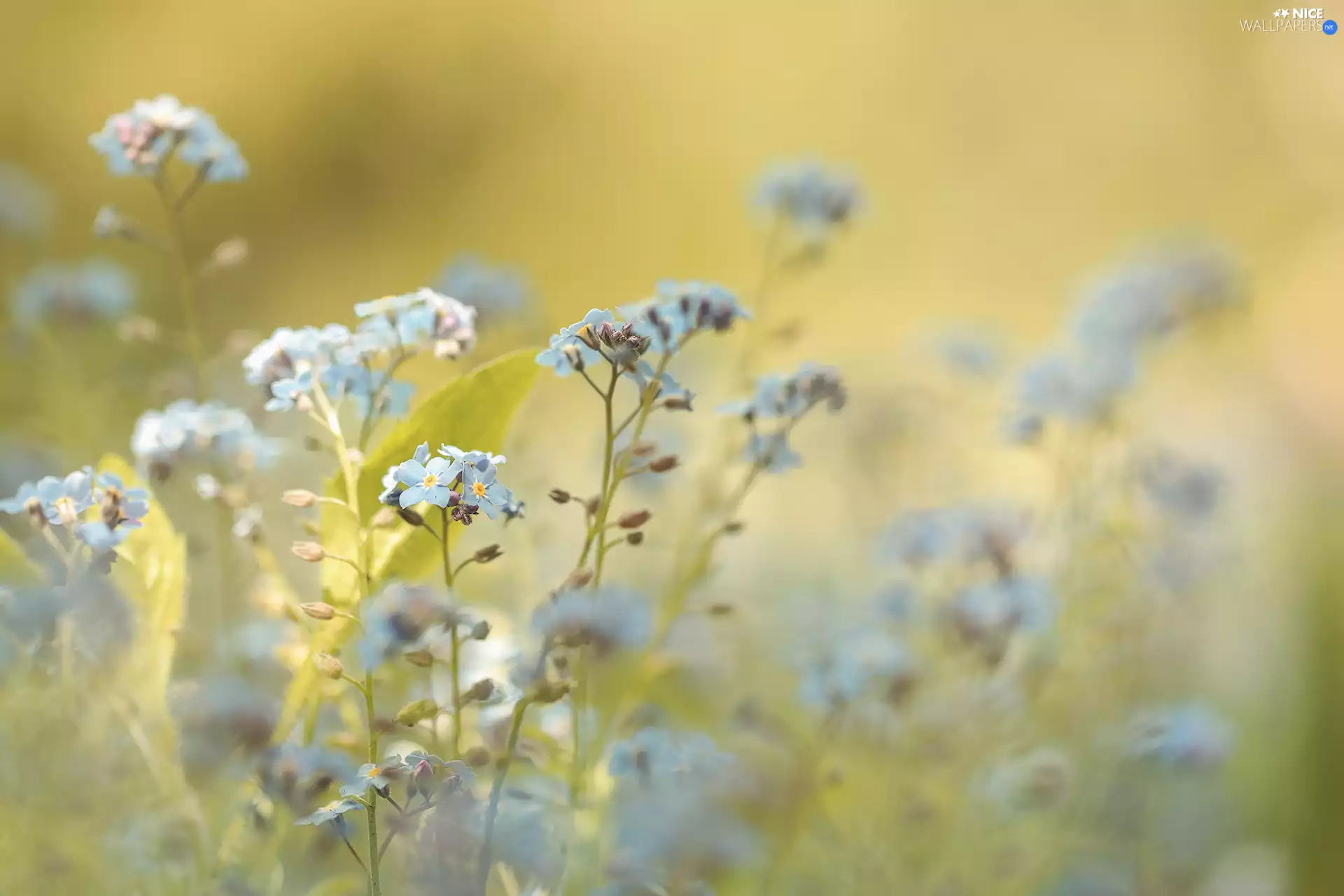 Forget, Flowers, blurry background, Blue