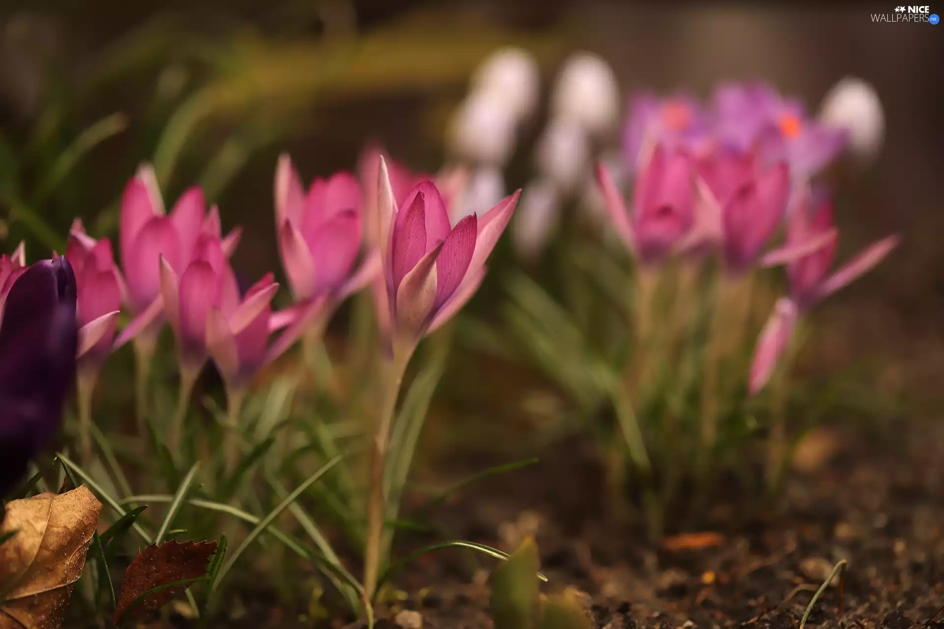 Pink, Flowers, blurry background, crocuses