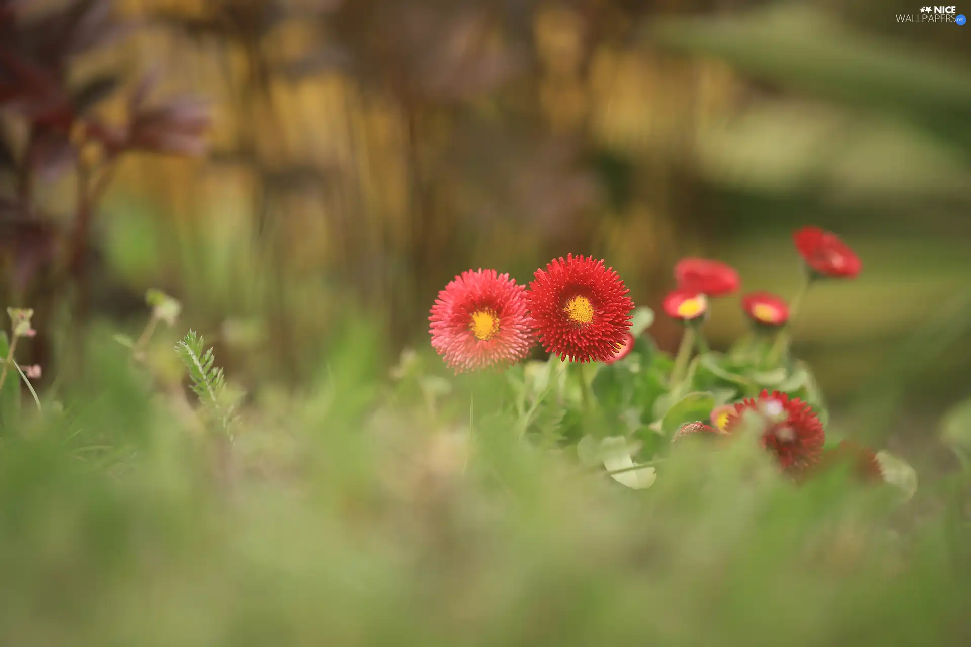 Red, Flowers, blurry background, daisies