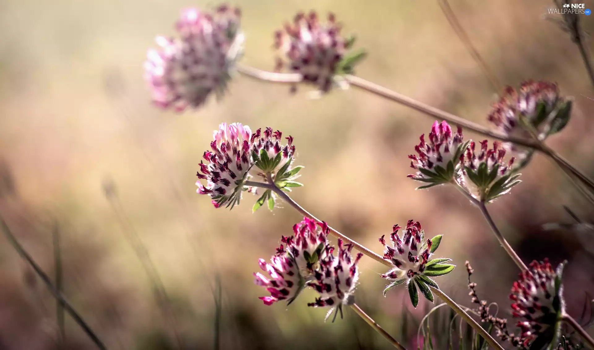 blurry background, trefoil, Flowers