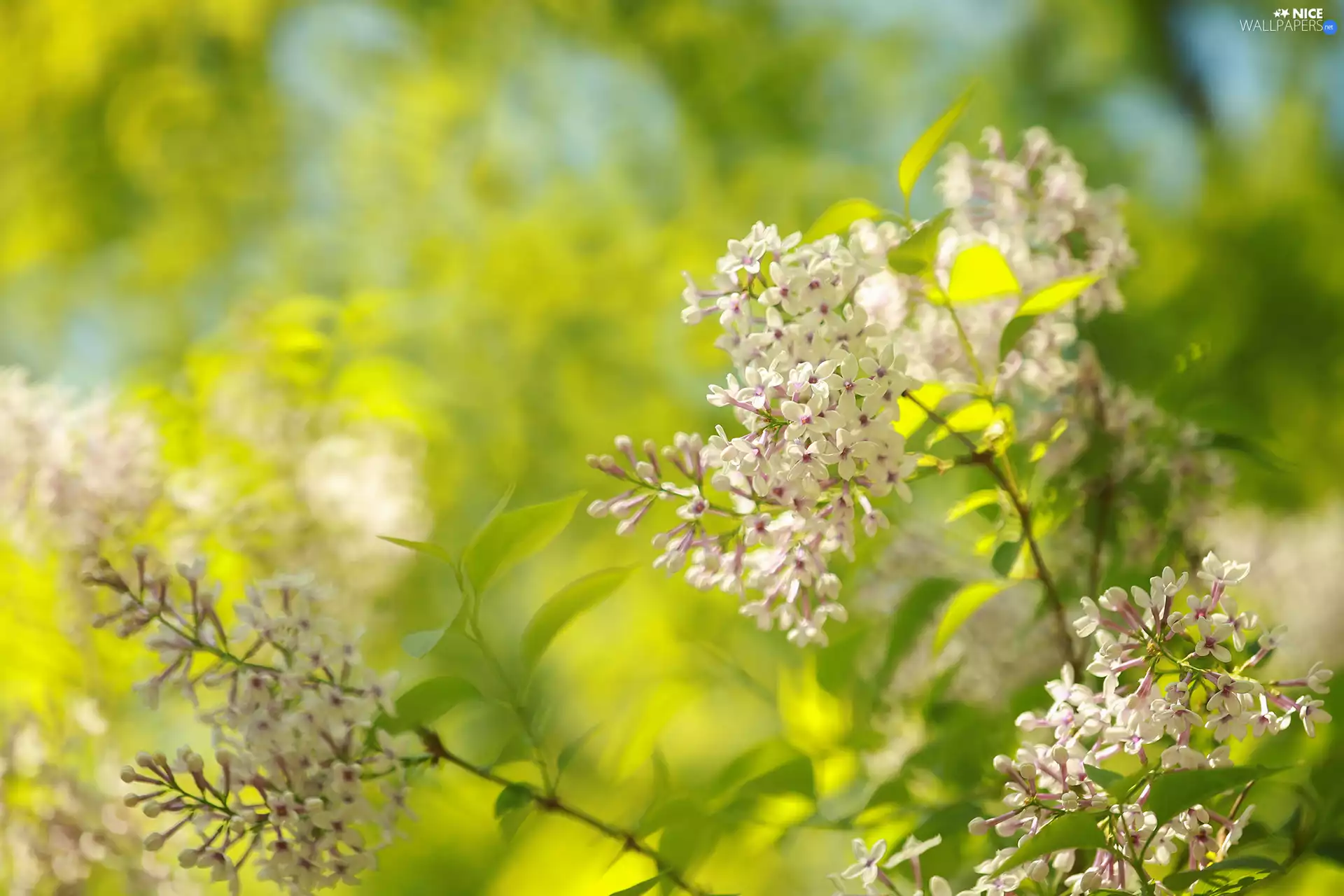Pink, Flowers, blurry background, without