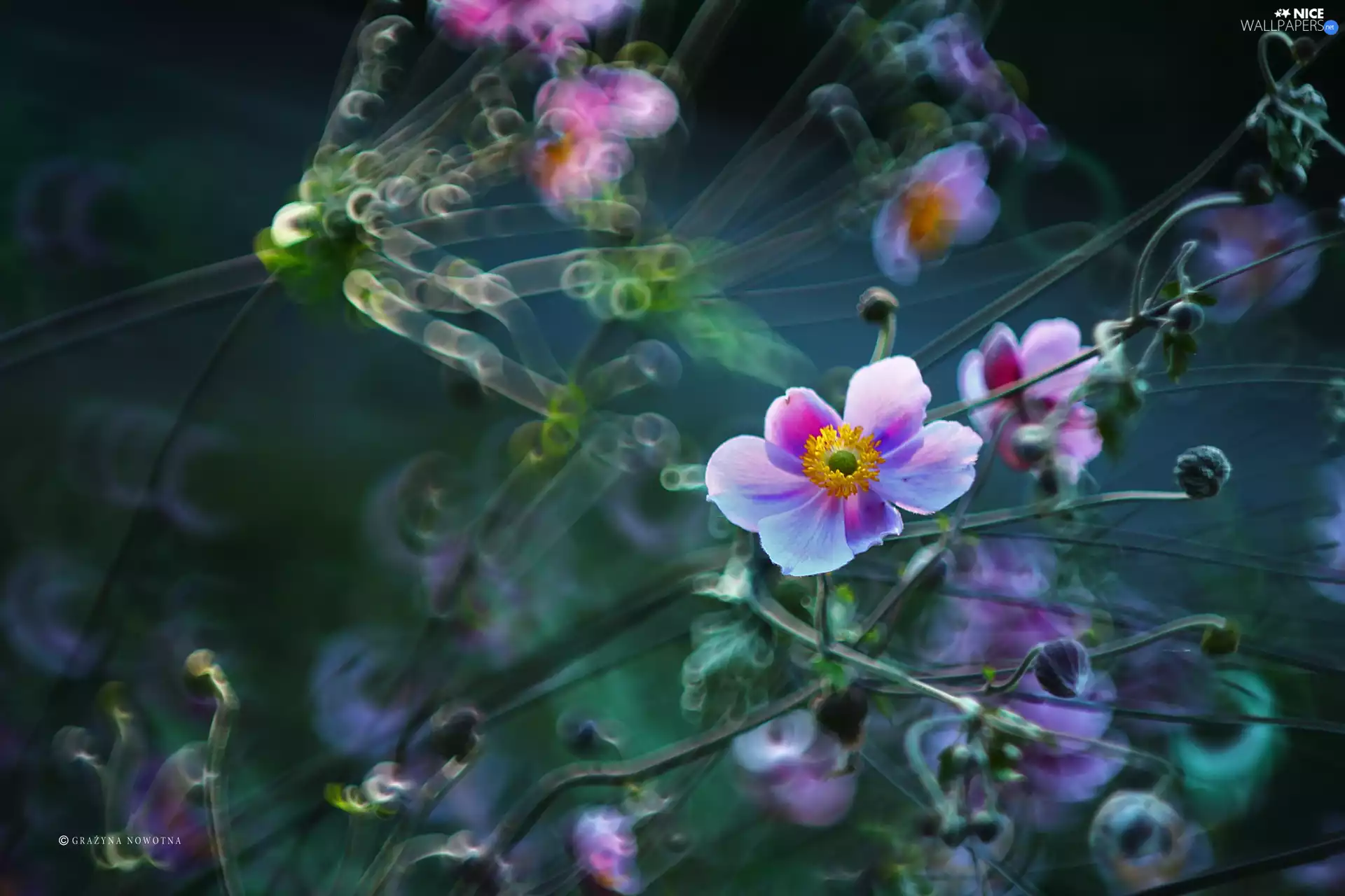 Bokeh, Japanese anemone, Flowers